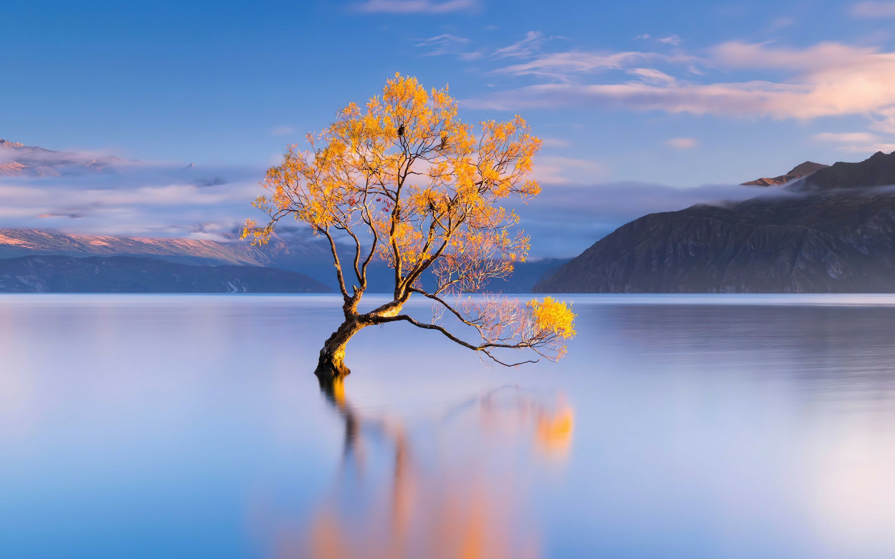 Honor Magic, Android 13, lake and tree, calm and peaceful, 2880x1800 wallpaper