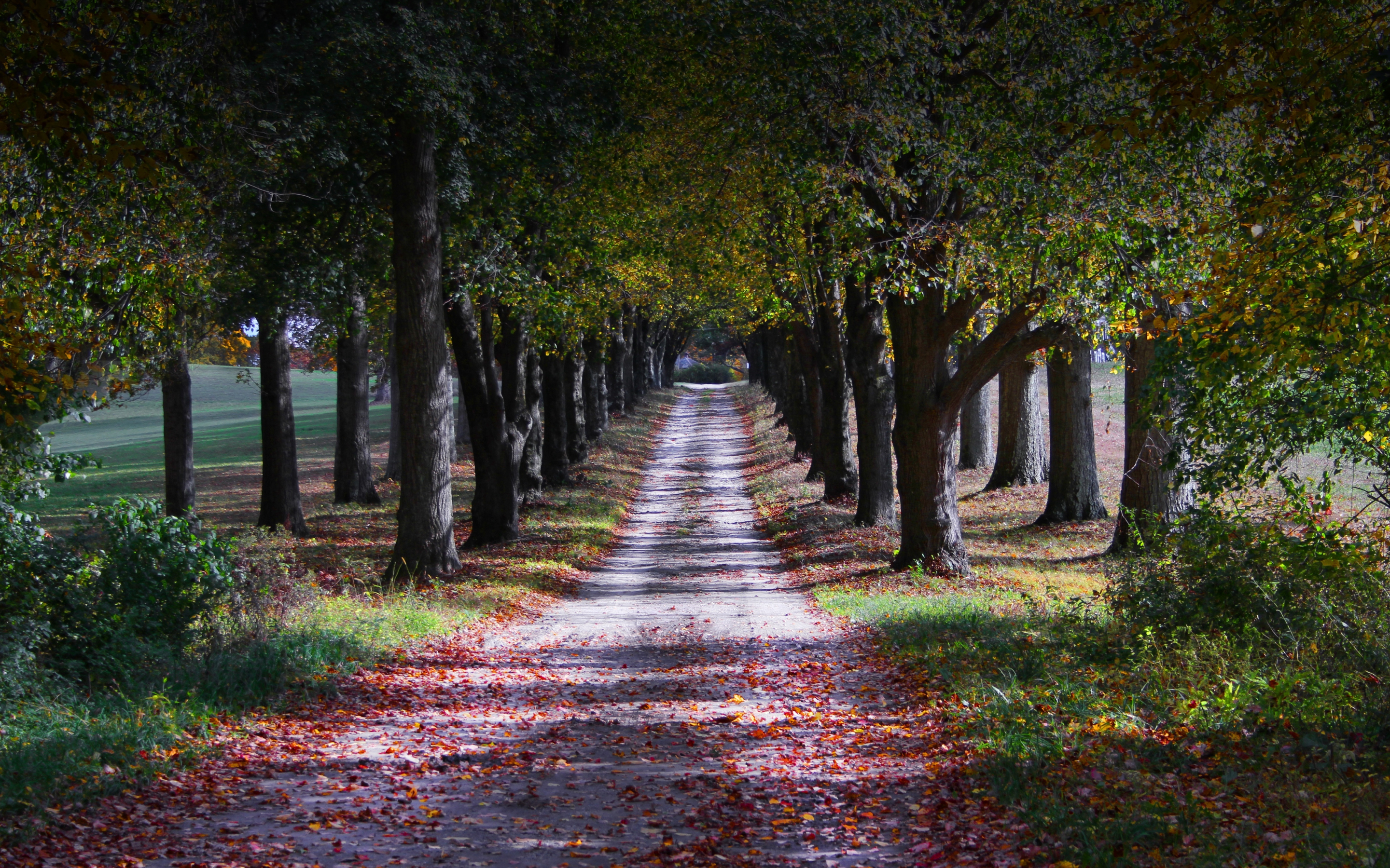 Autumn, lone road, trees, garden, 2880x1800 wallpaper