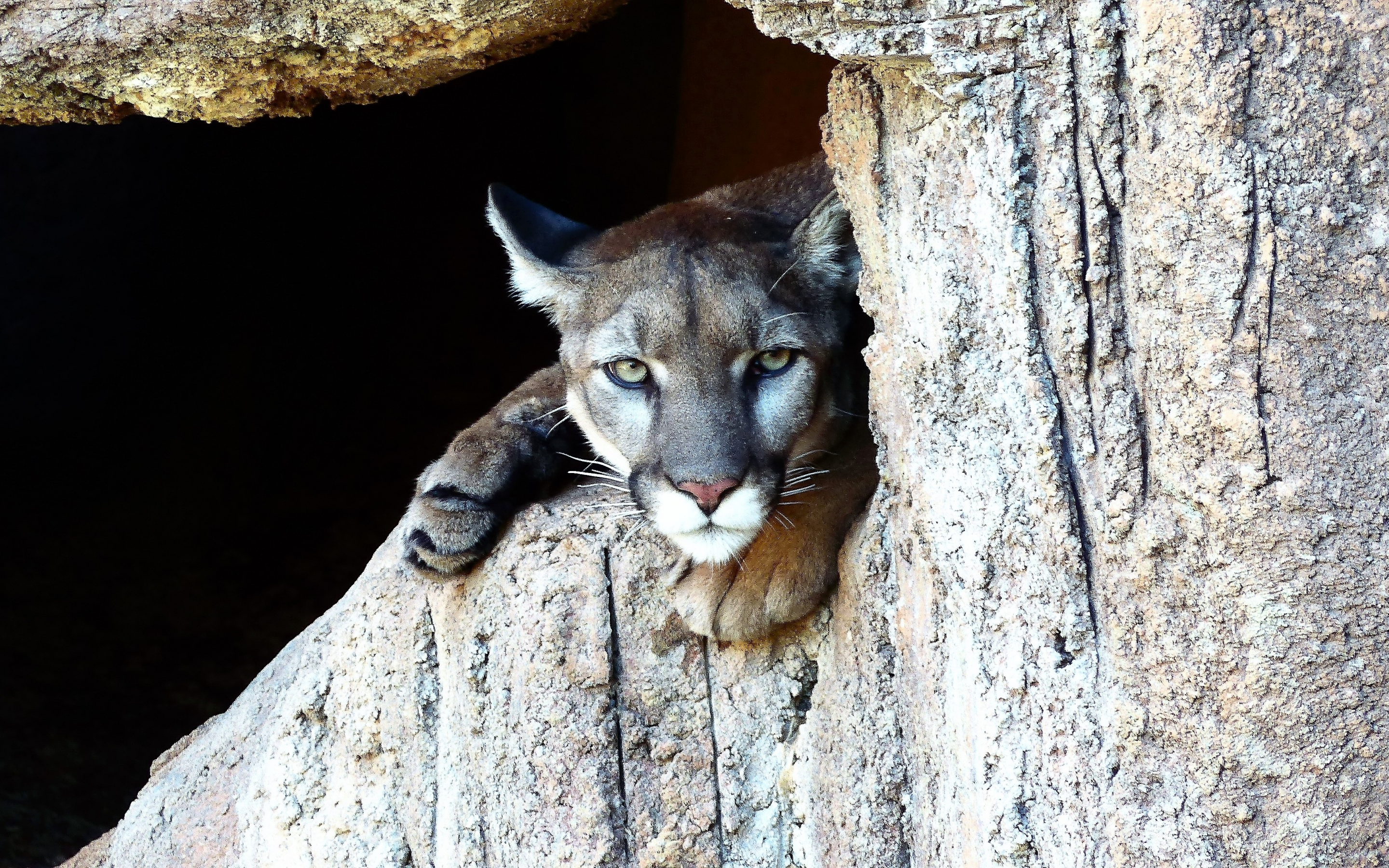 Puma, Cougar, wild cat, predator, stare, 2880x1800 wallpaper