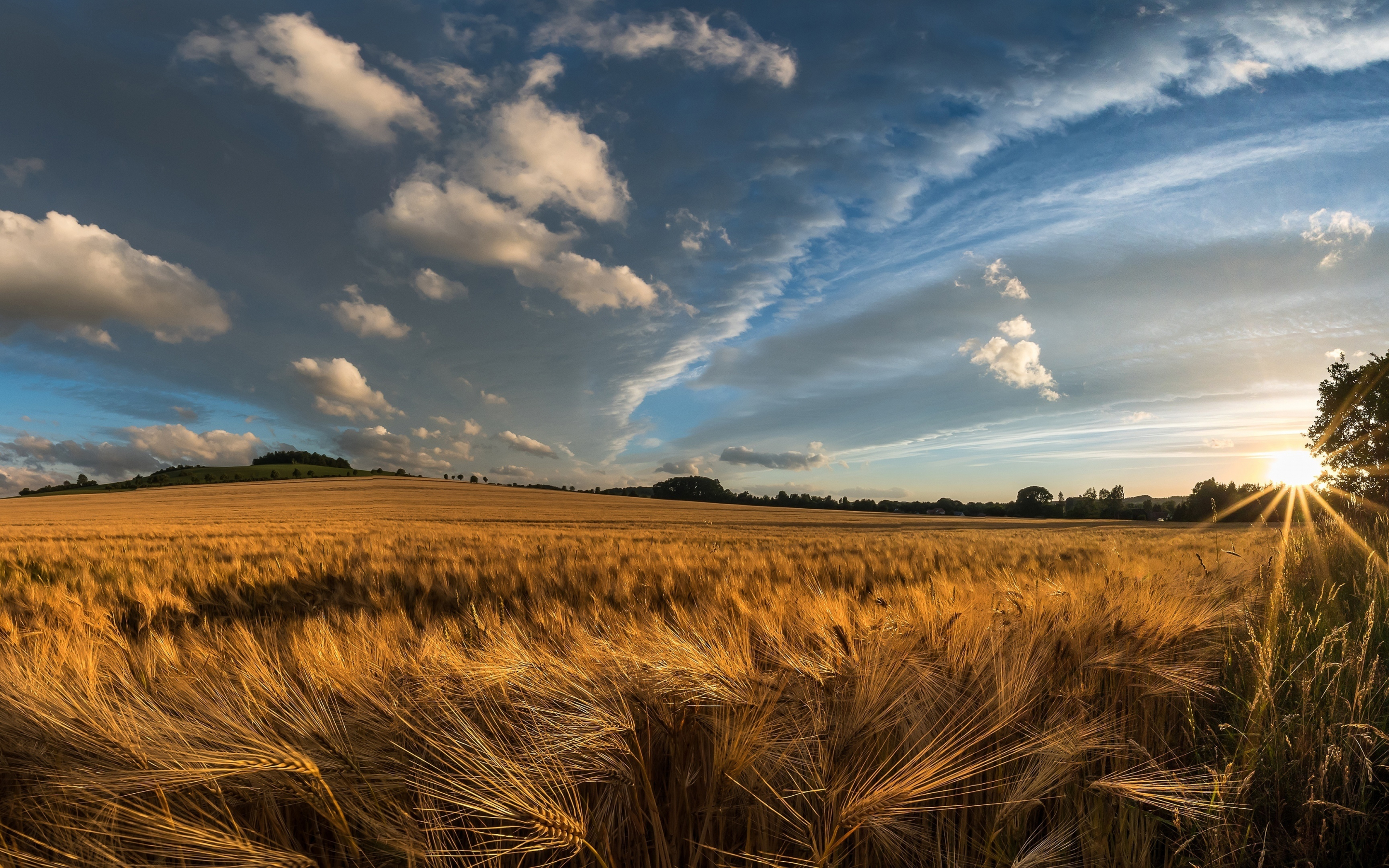 Golden crop, wheat farm, landscape, nature, 2880x1800 wallpaper