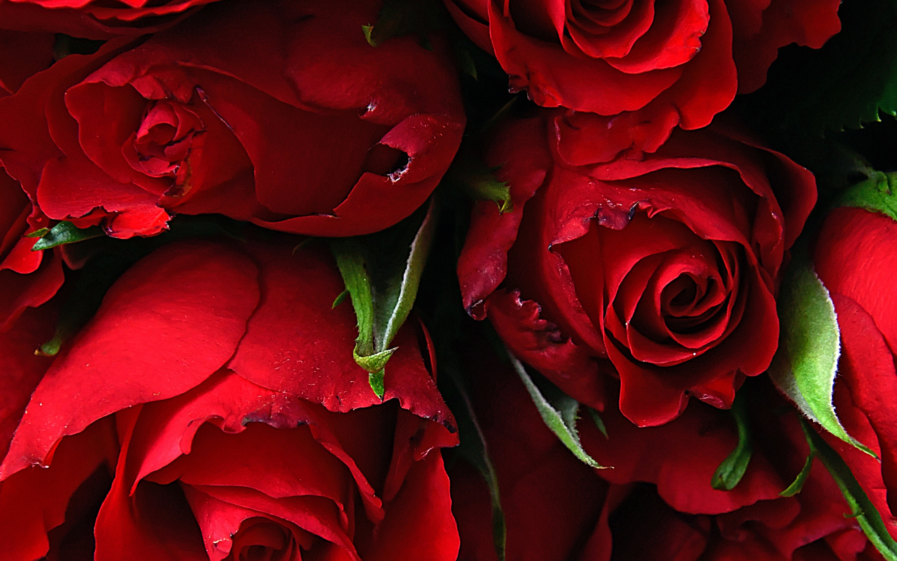 Rose, fresh, red flowers, 2880x1800 wallpaper