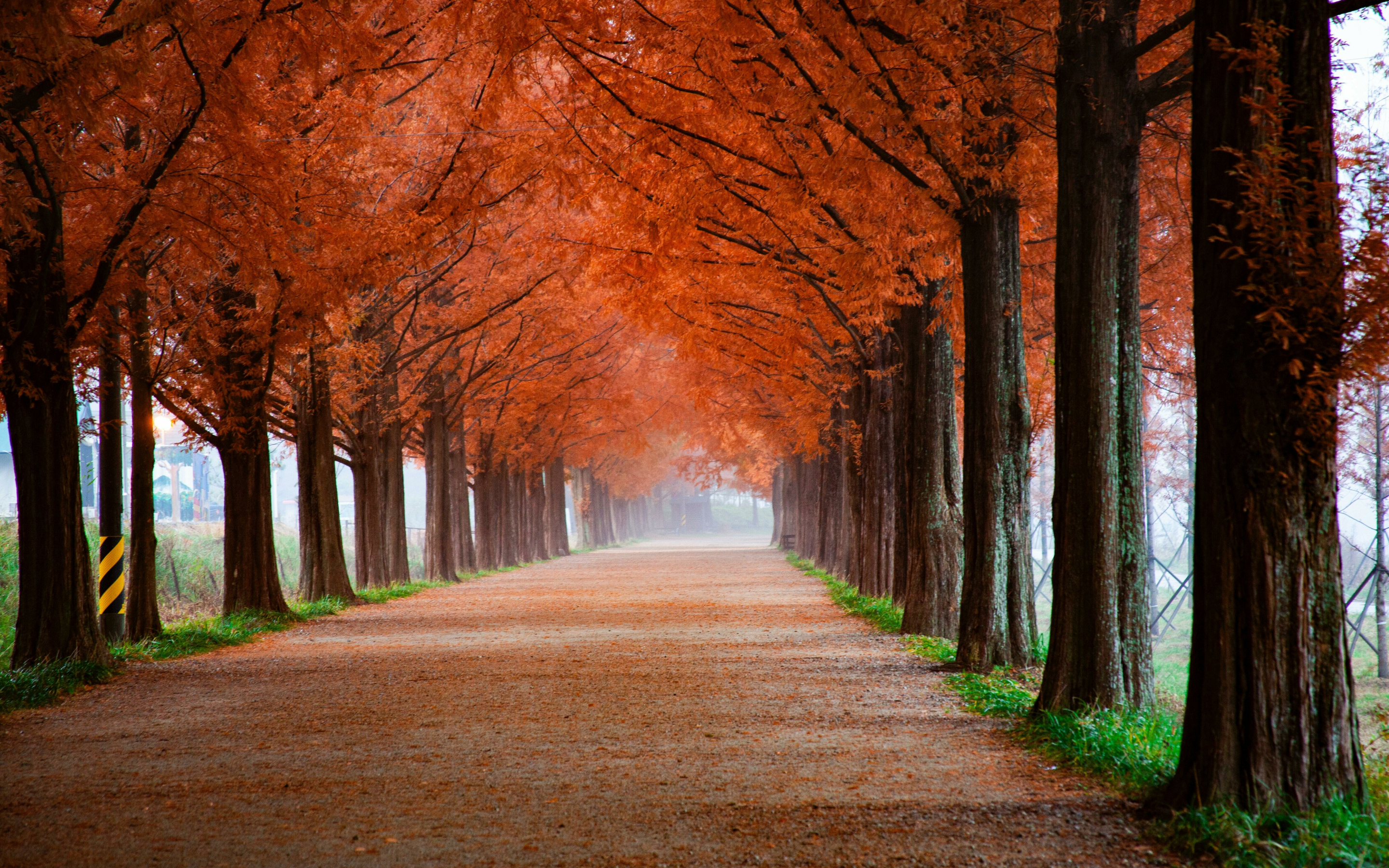 Autumn, trees, beautiful pathway, misty morning, nature, 2880x1800 wallpaper