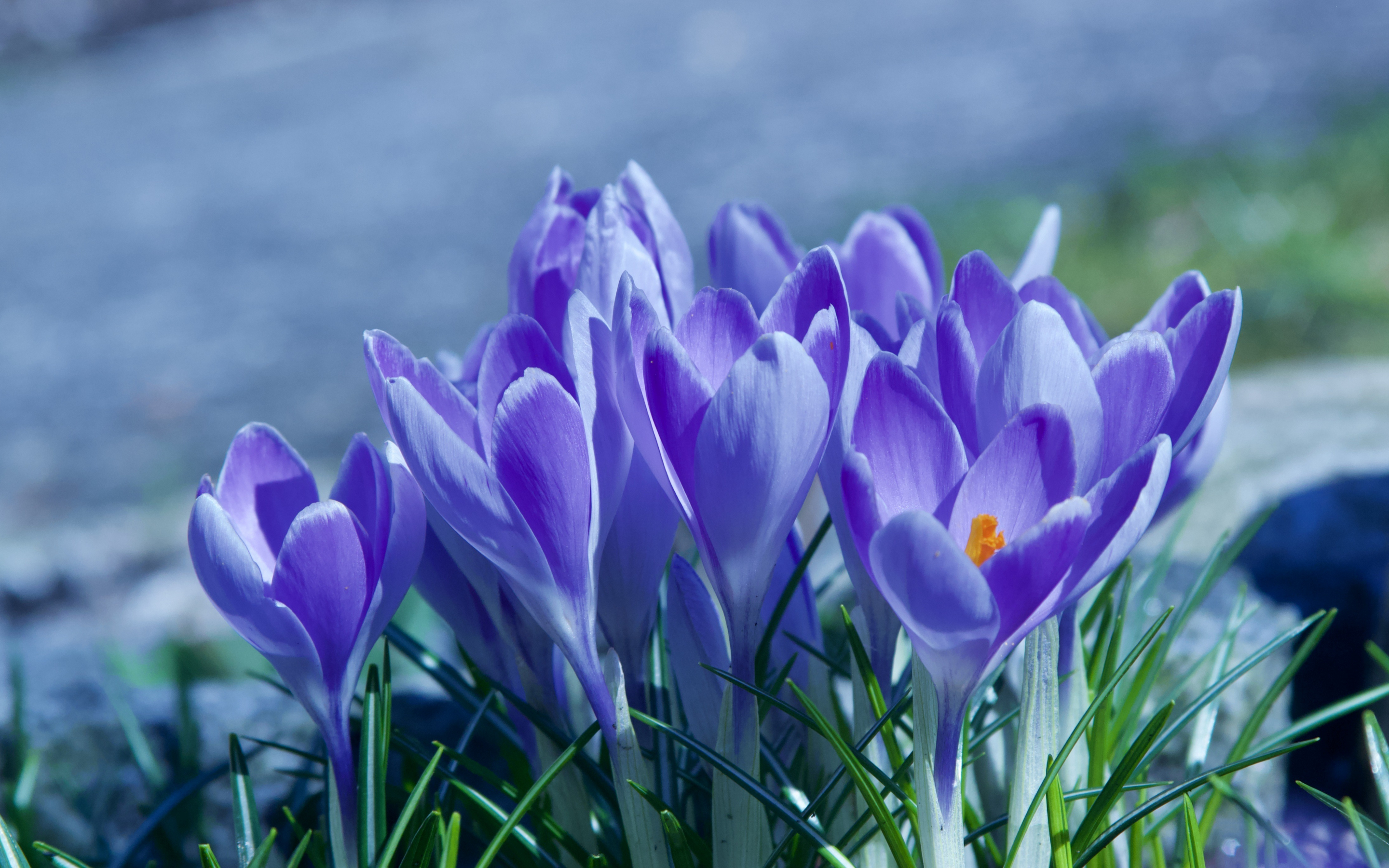 Spring, blossom, crocus, purple flowers, 2880x1800 wallpaper