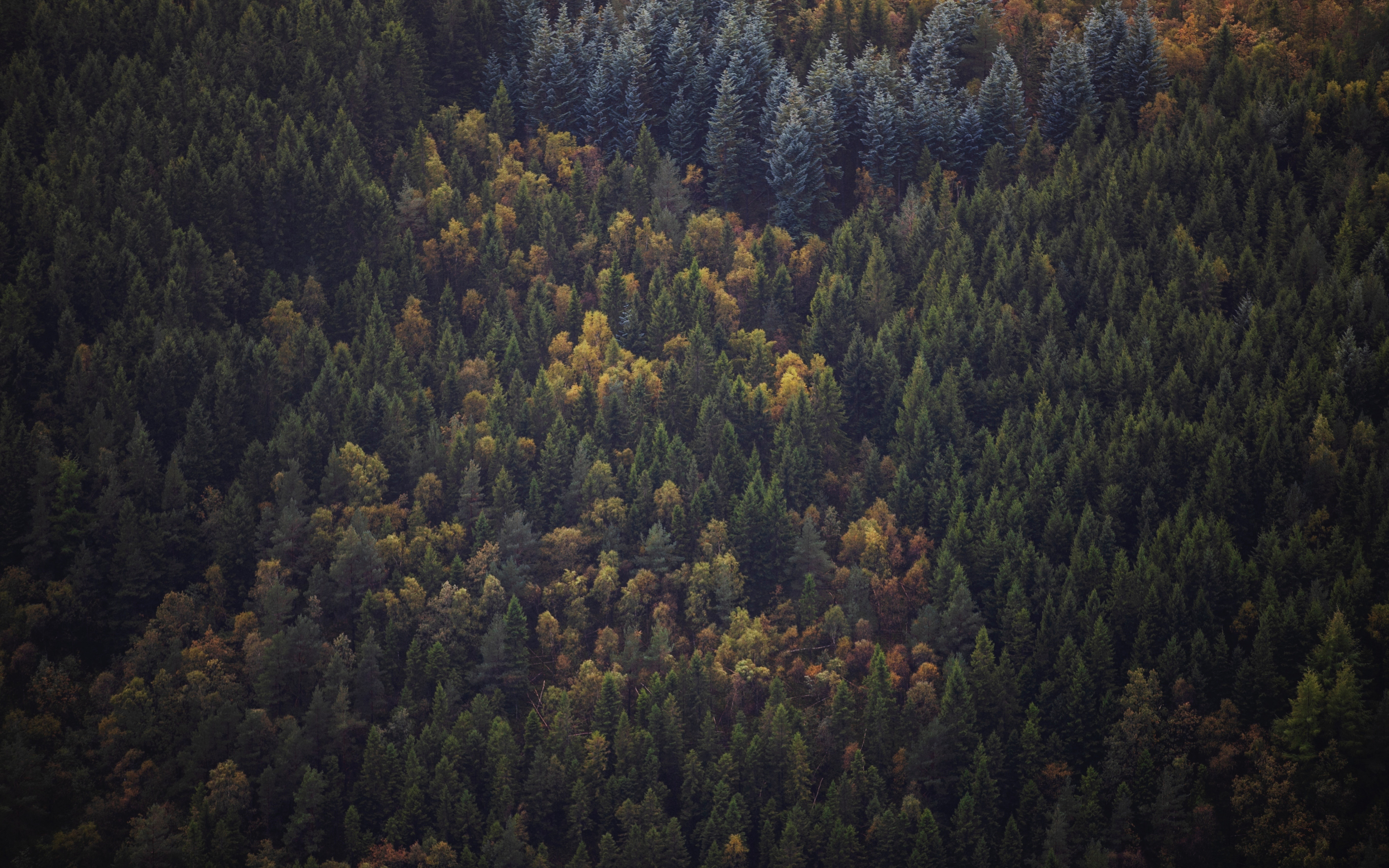 Green trees, forest, aerial view, peaks, 2880x1800 wallpaper