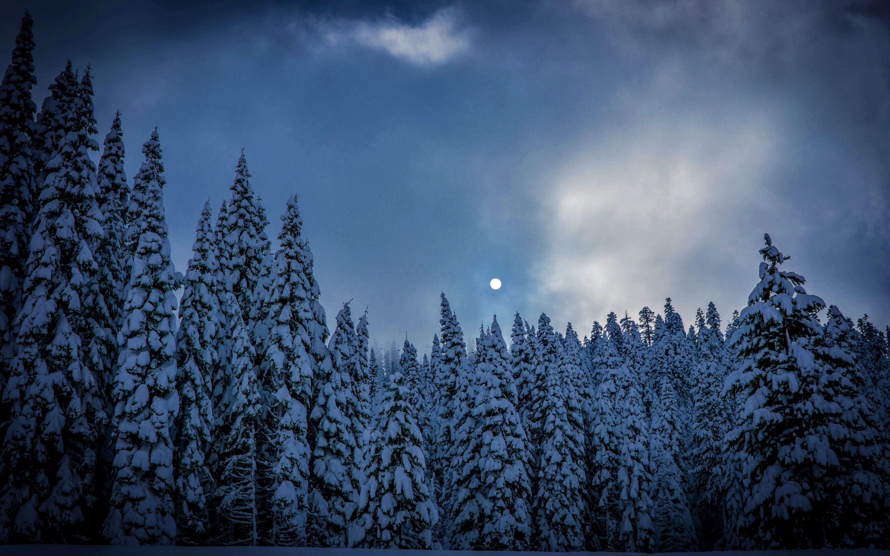 Winter, night, trees, sky, nature, 2880x1800 wallpaper