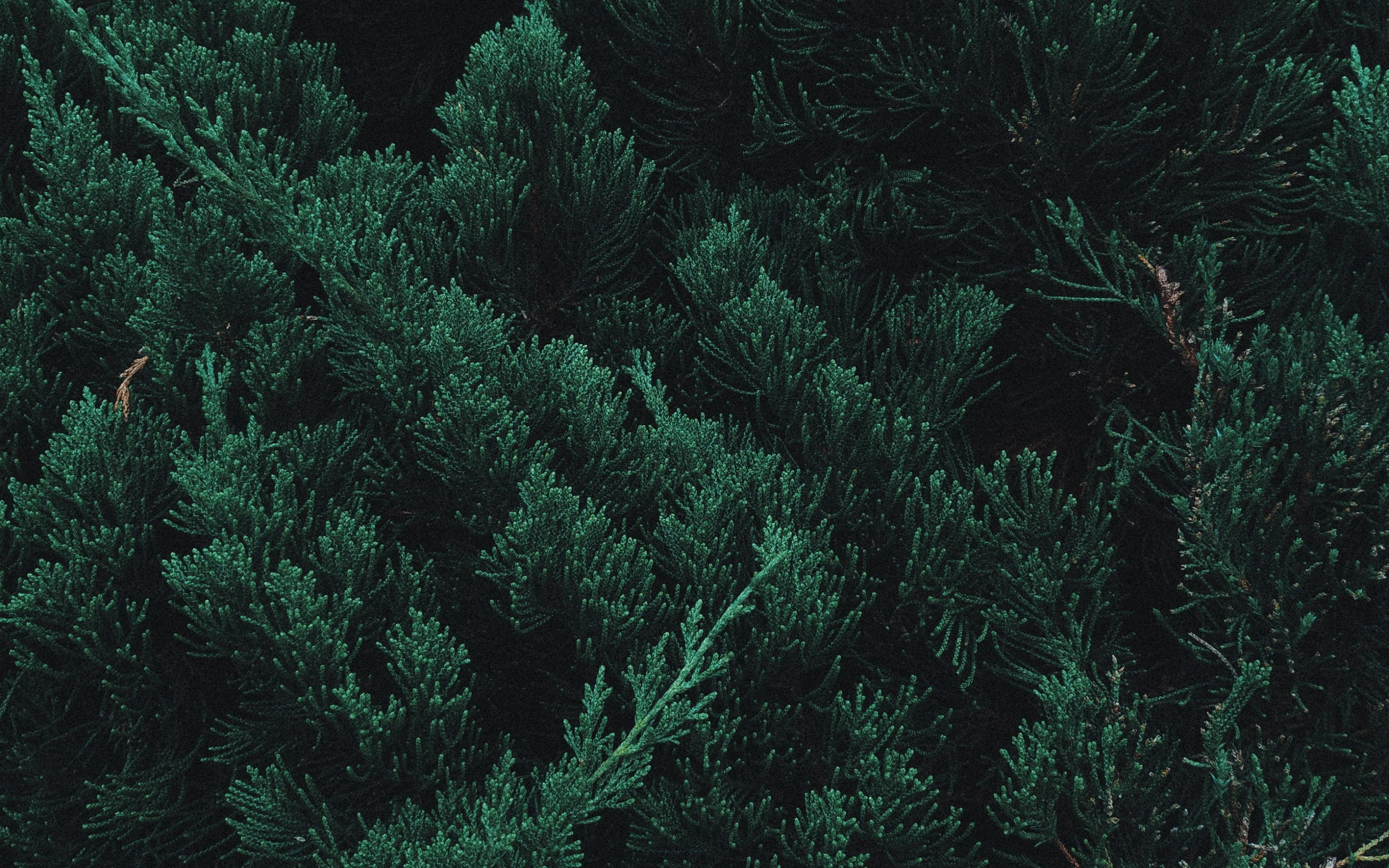 Pine, tree, leaf, branches, green, 2880x1800 wallpaper