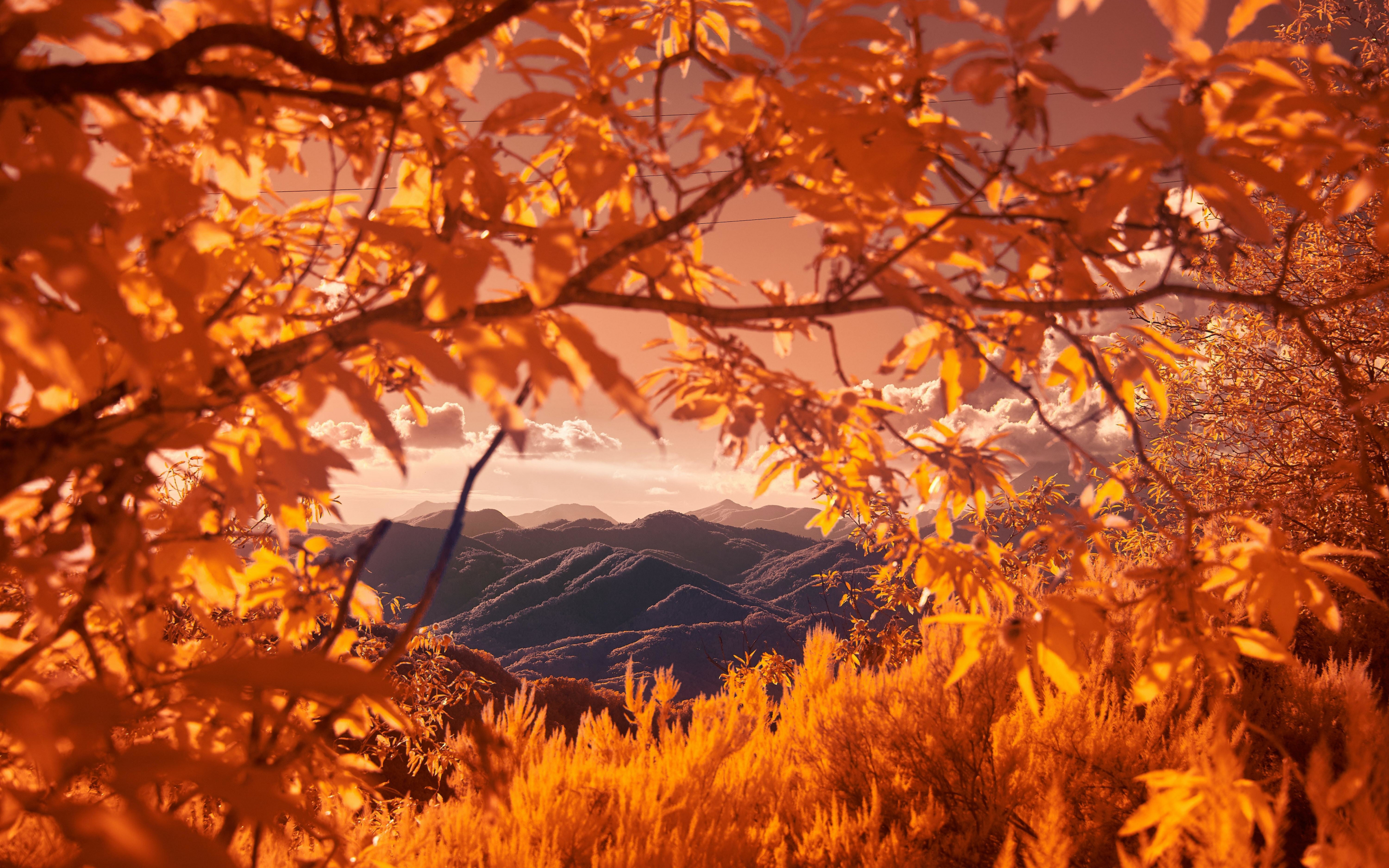 Mountains, tree branch, autumn, 2880x1800 wallpaper