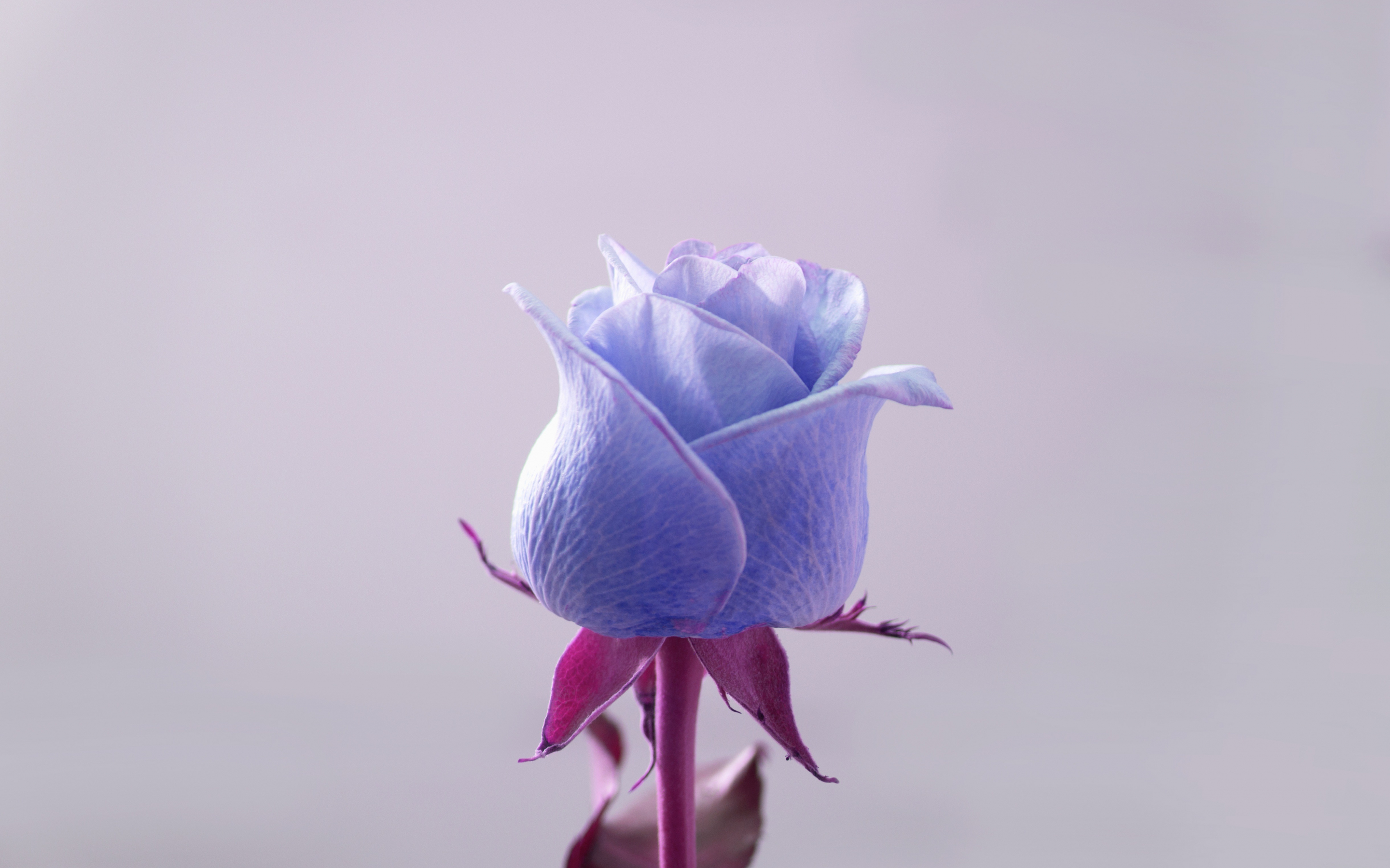 Blue rose, flower, bud, 2880x1800 wallpaper