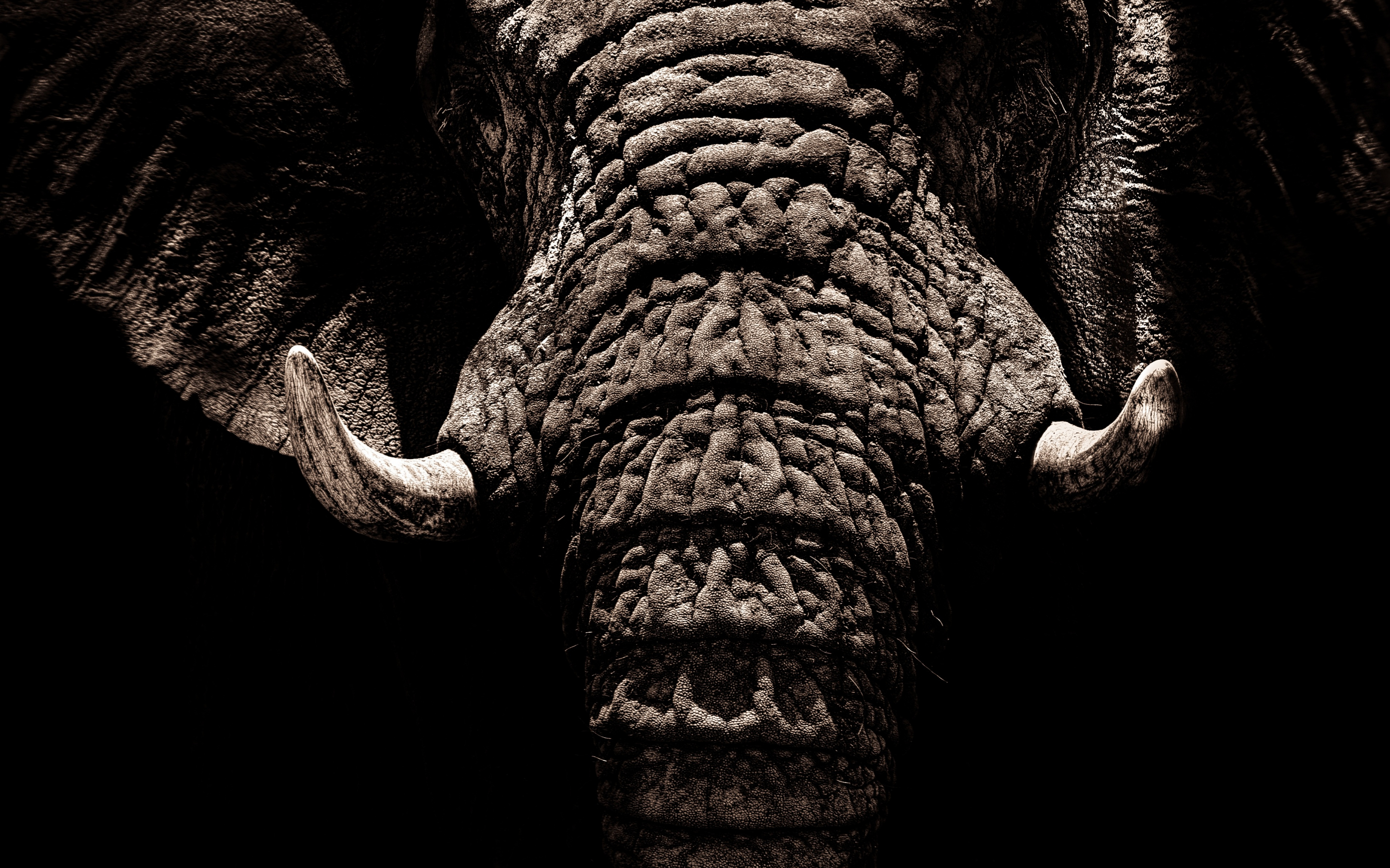 Elephant, big animal, muzzle, tusks, 2880x1800 wallpaper