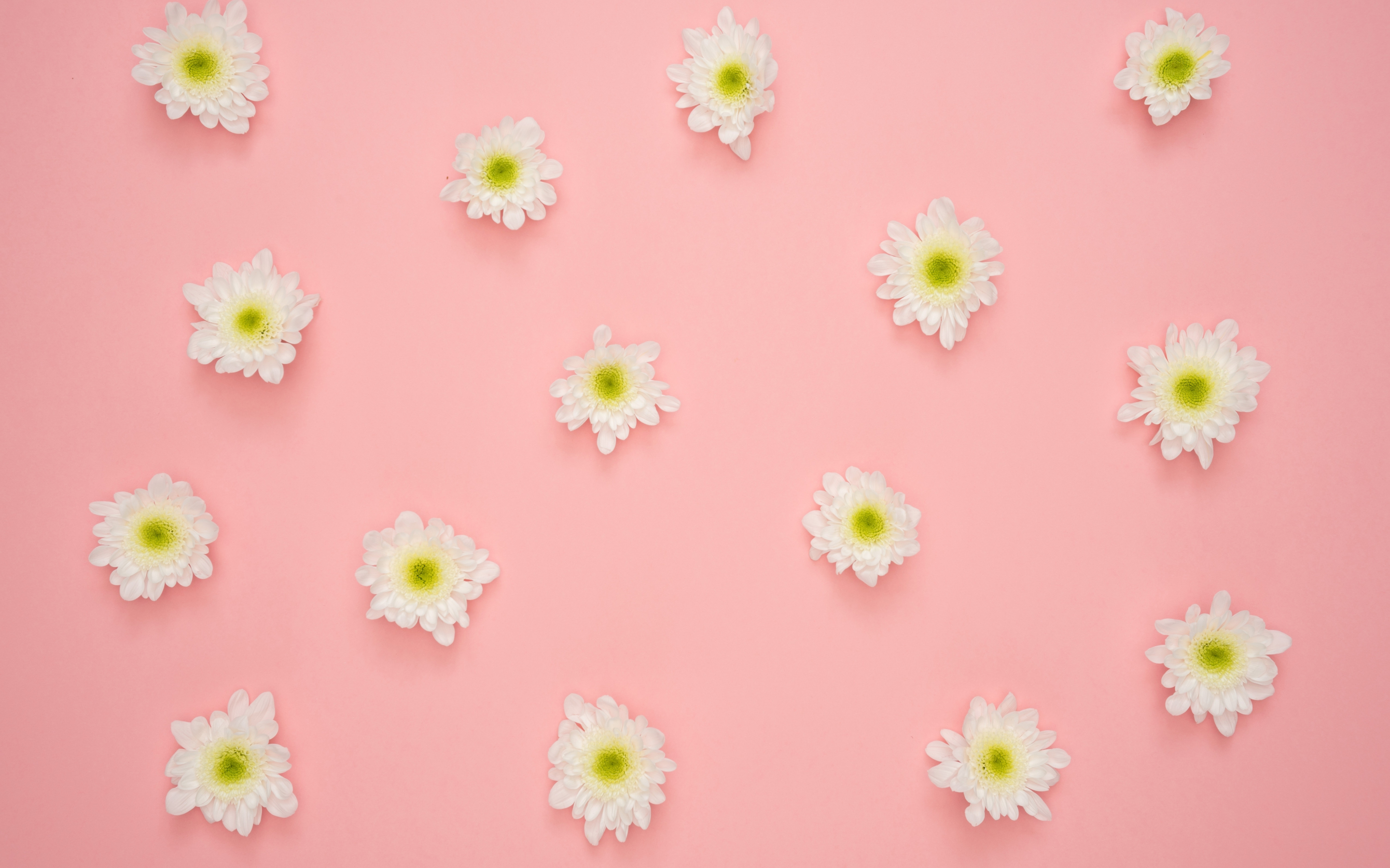 White flowers, minimal, 2880x1800 wallpaper
