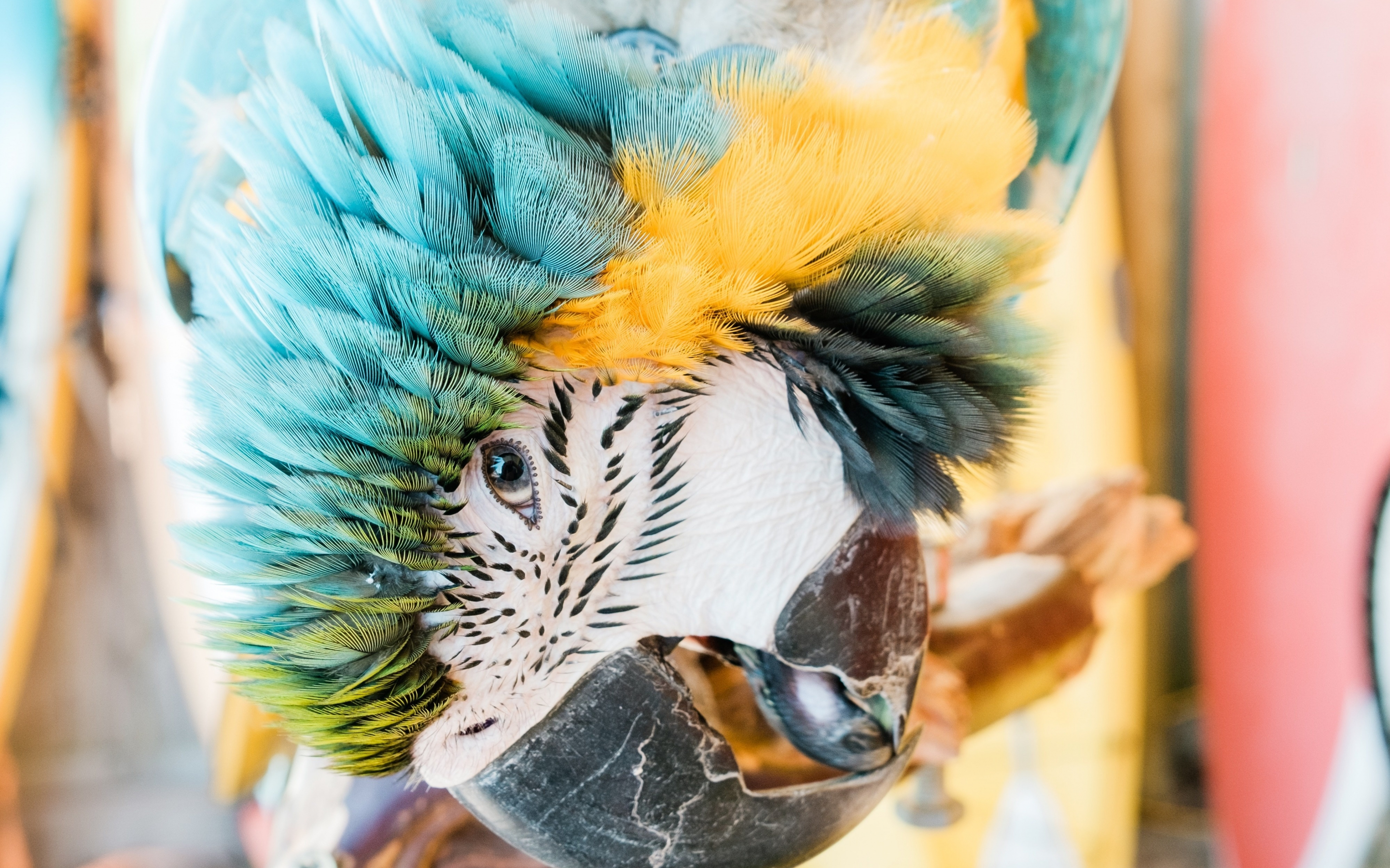 Macaw, parrot, close up, 2880x1800 wallpaper