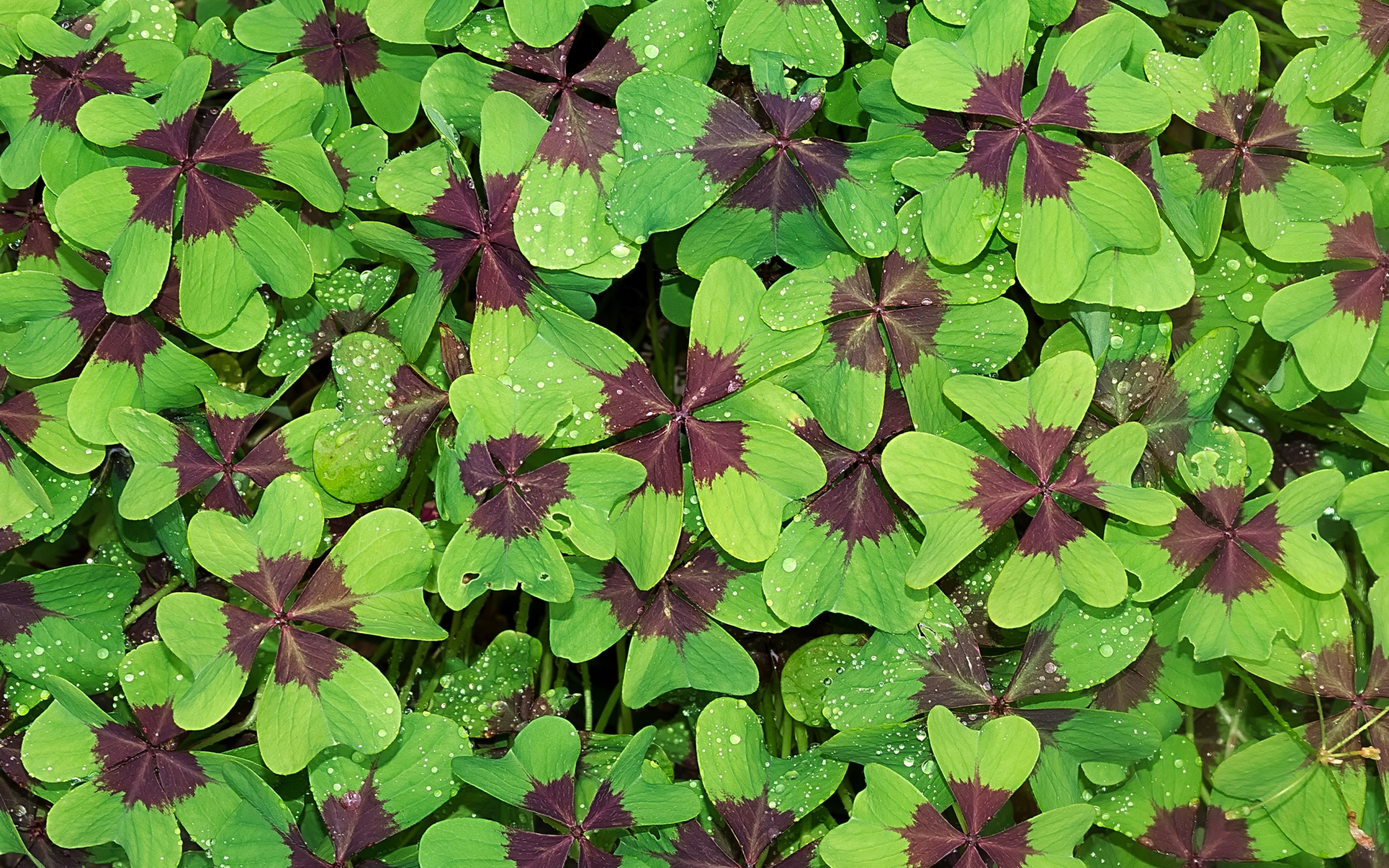 Green brown leaves, morning, water drops, 2880x1800 wallpaper