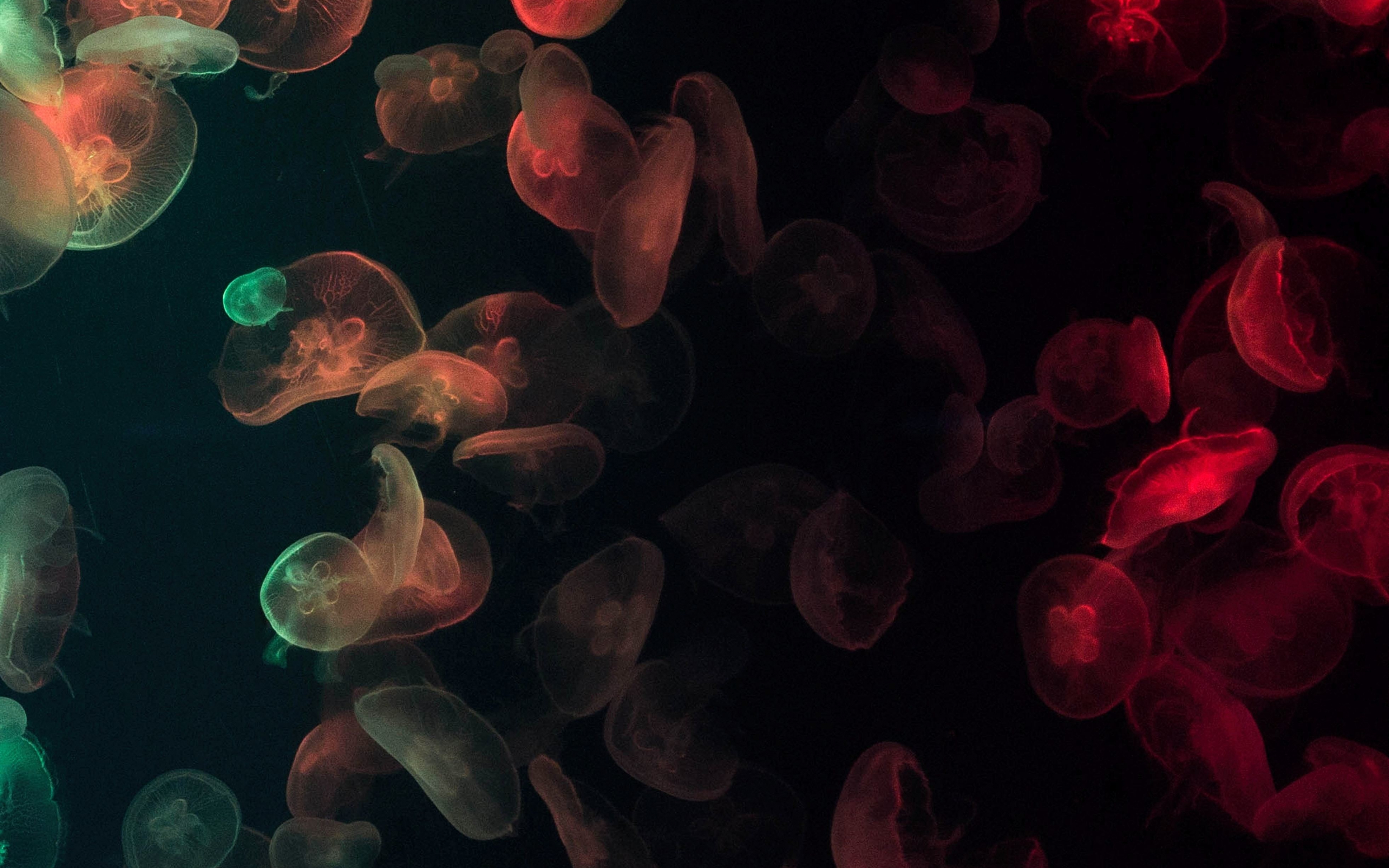 Jellyfish, glow, colorful, 2880x1800 wallpaper
