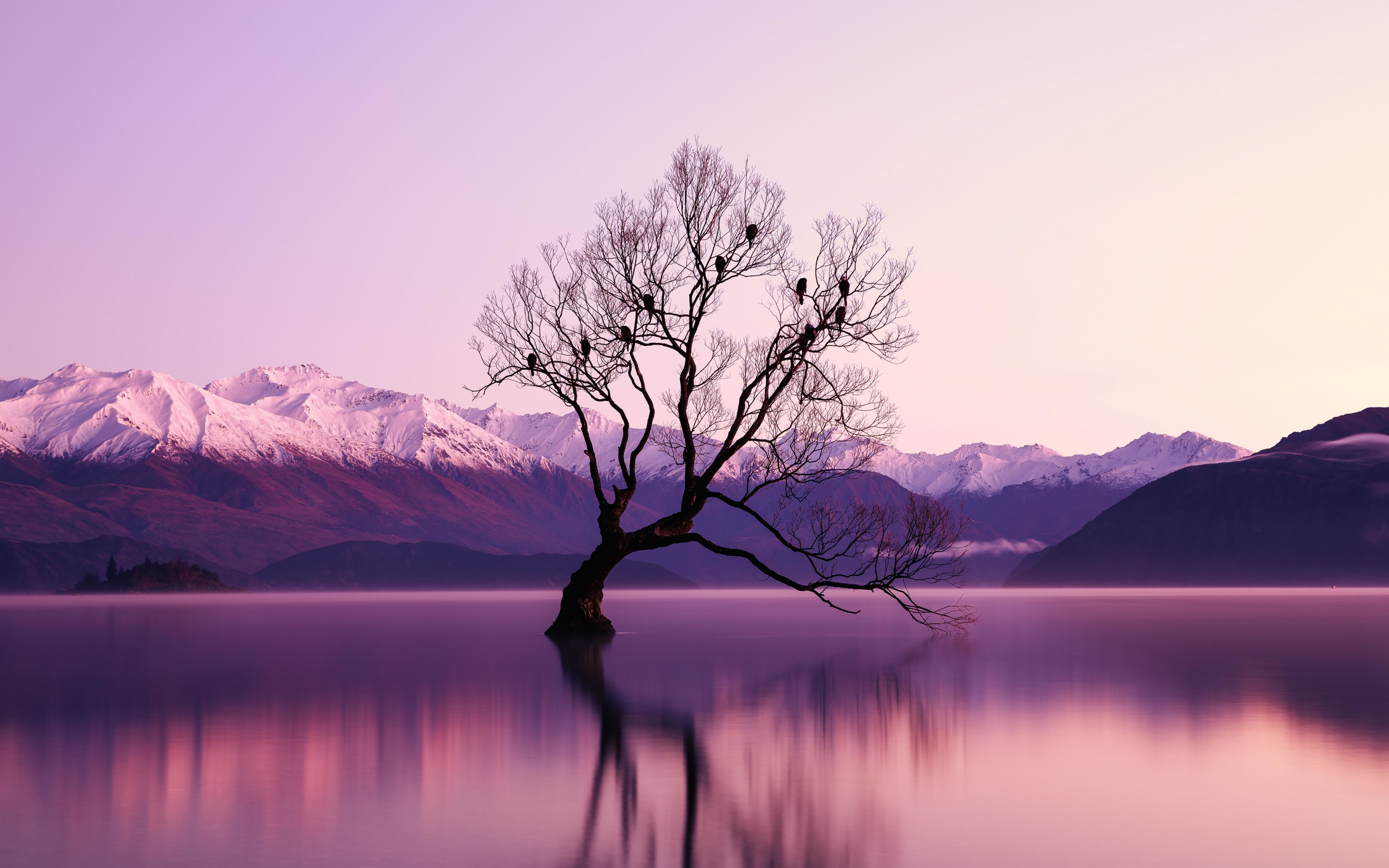 Tree, lake, reflections, violet sunset, nature, 2880x1800 wallpaper