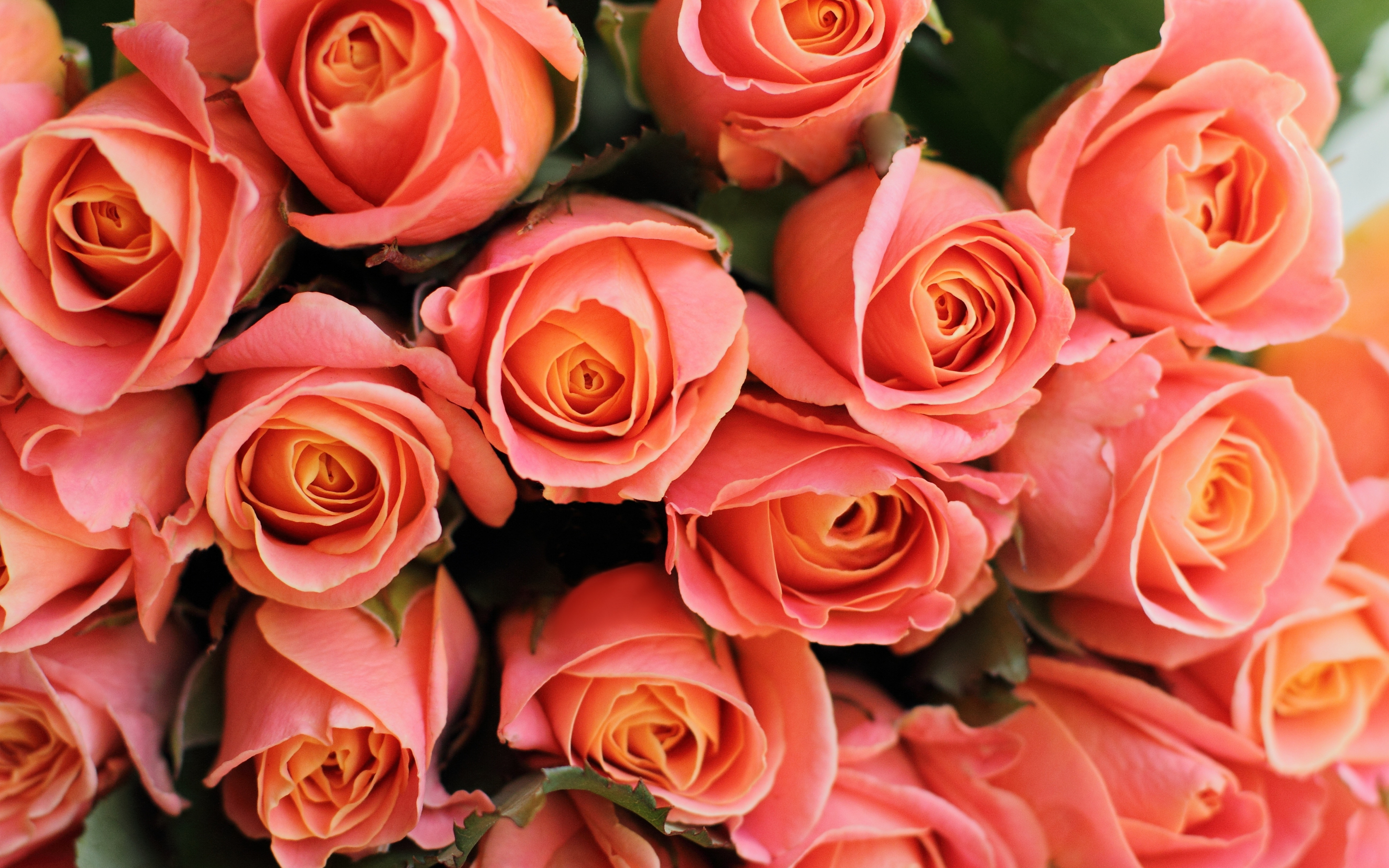 Roses, pink flowers, decorative, 2880x1800 wallpaper