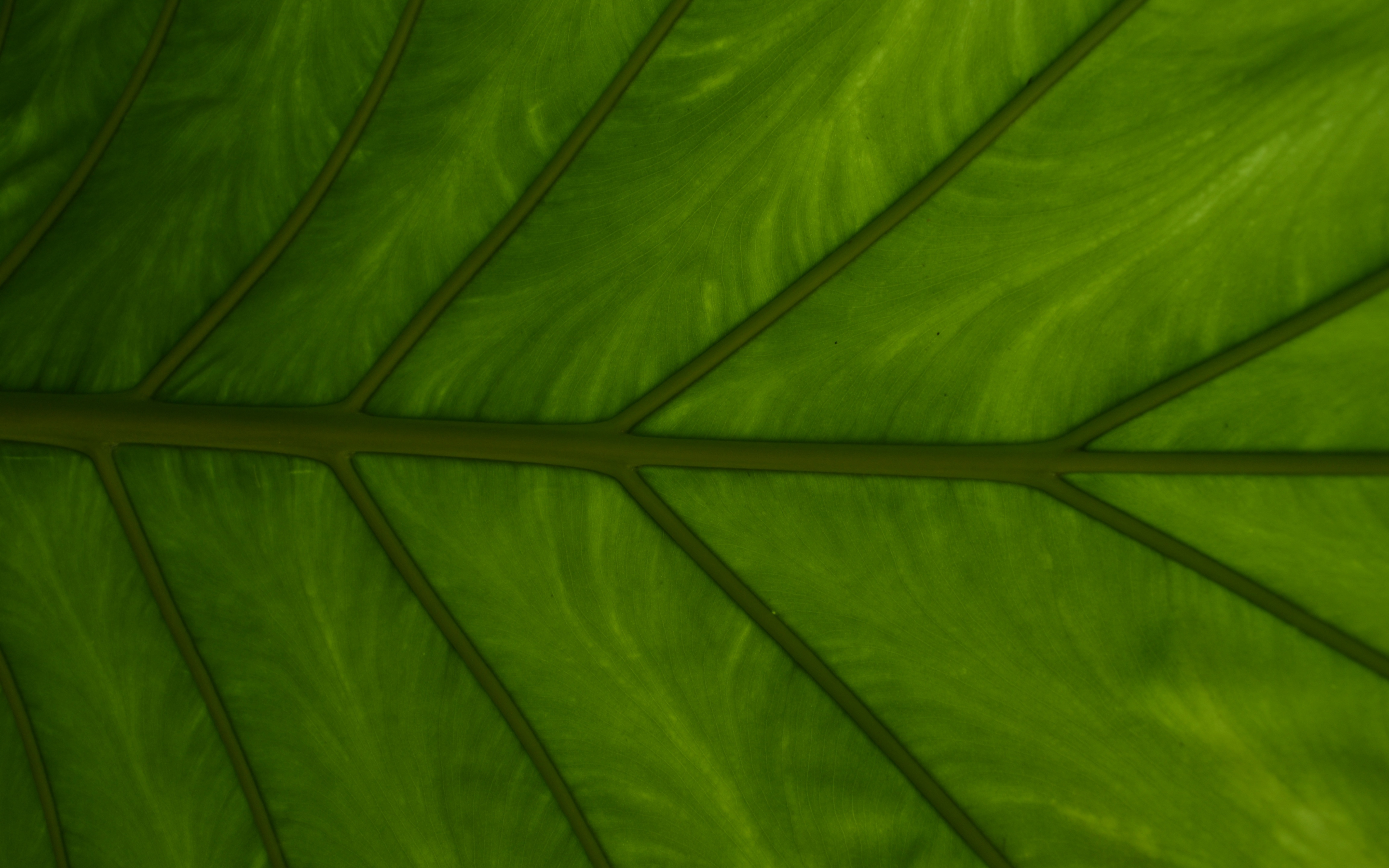 Green Leaf, veins, close up, 2880x1800 wallpaper