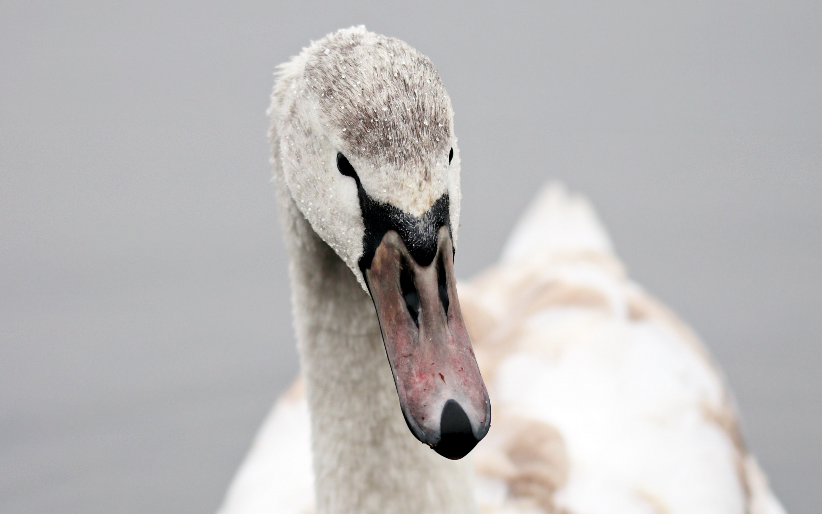 Swan, bird, muzzle, beak, 2880x1800 wallpaper
