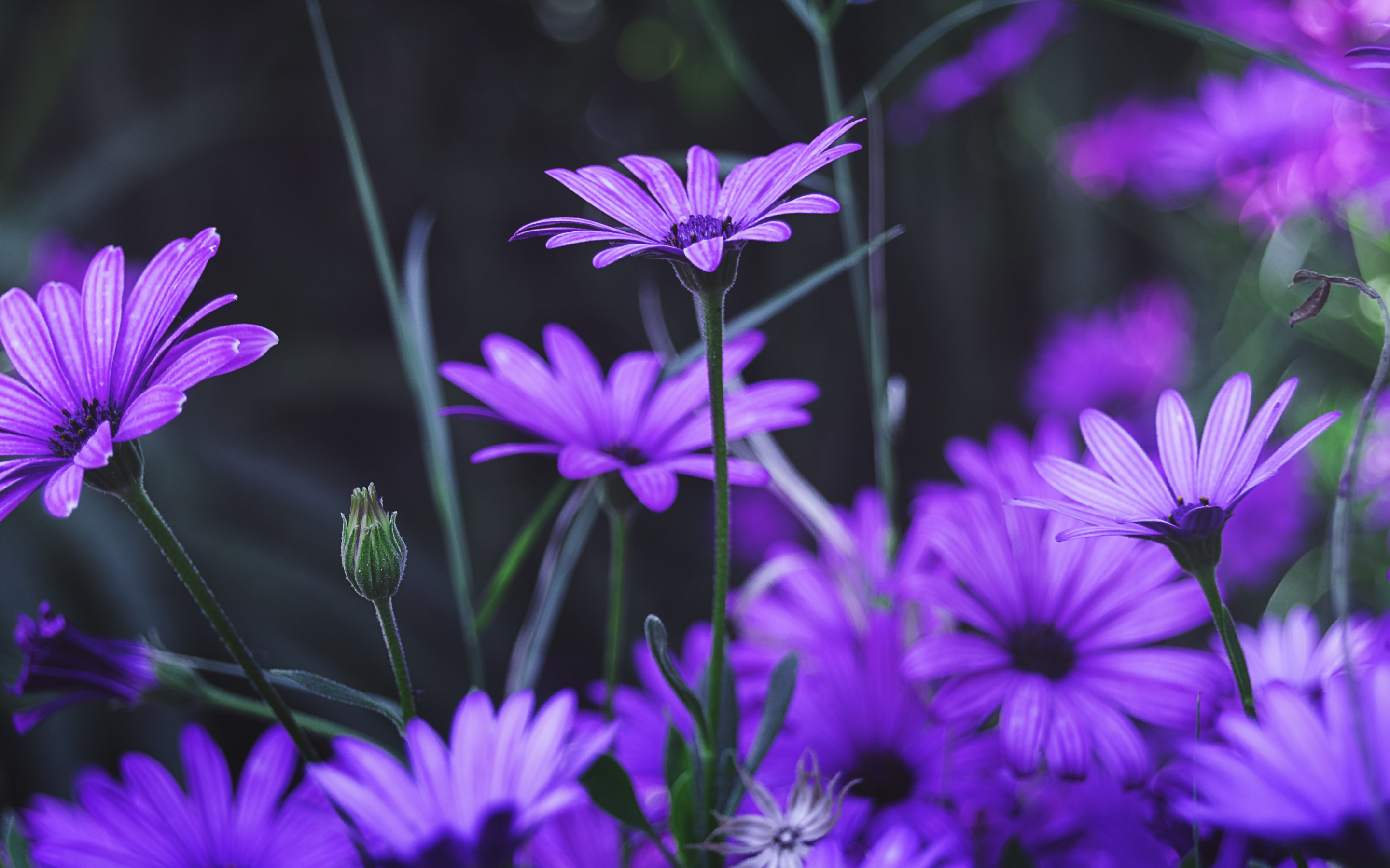 Garden, flowers, purple daisy, bloom, 2880x1800 wallpaper