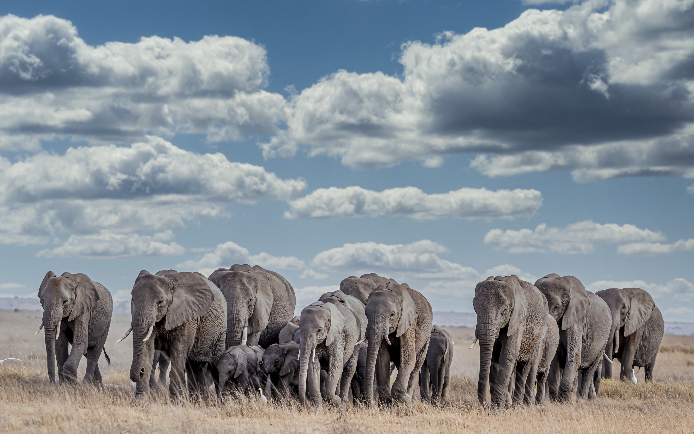 Wildlife, herd, elephants, 2880x1800 wallpaper
