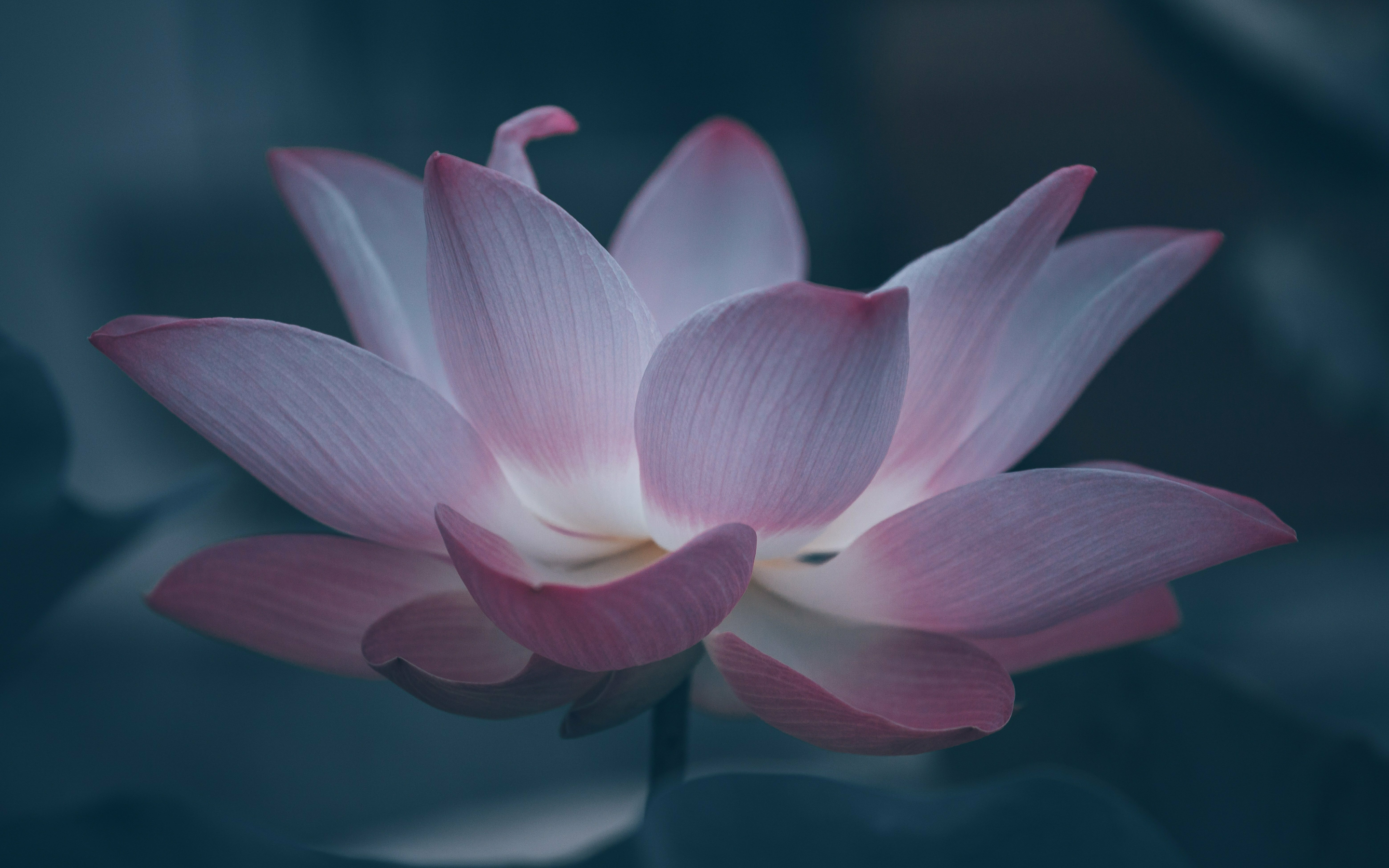 Bloom, beautiful pink lotus, 2880x1800 wallpaper