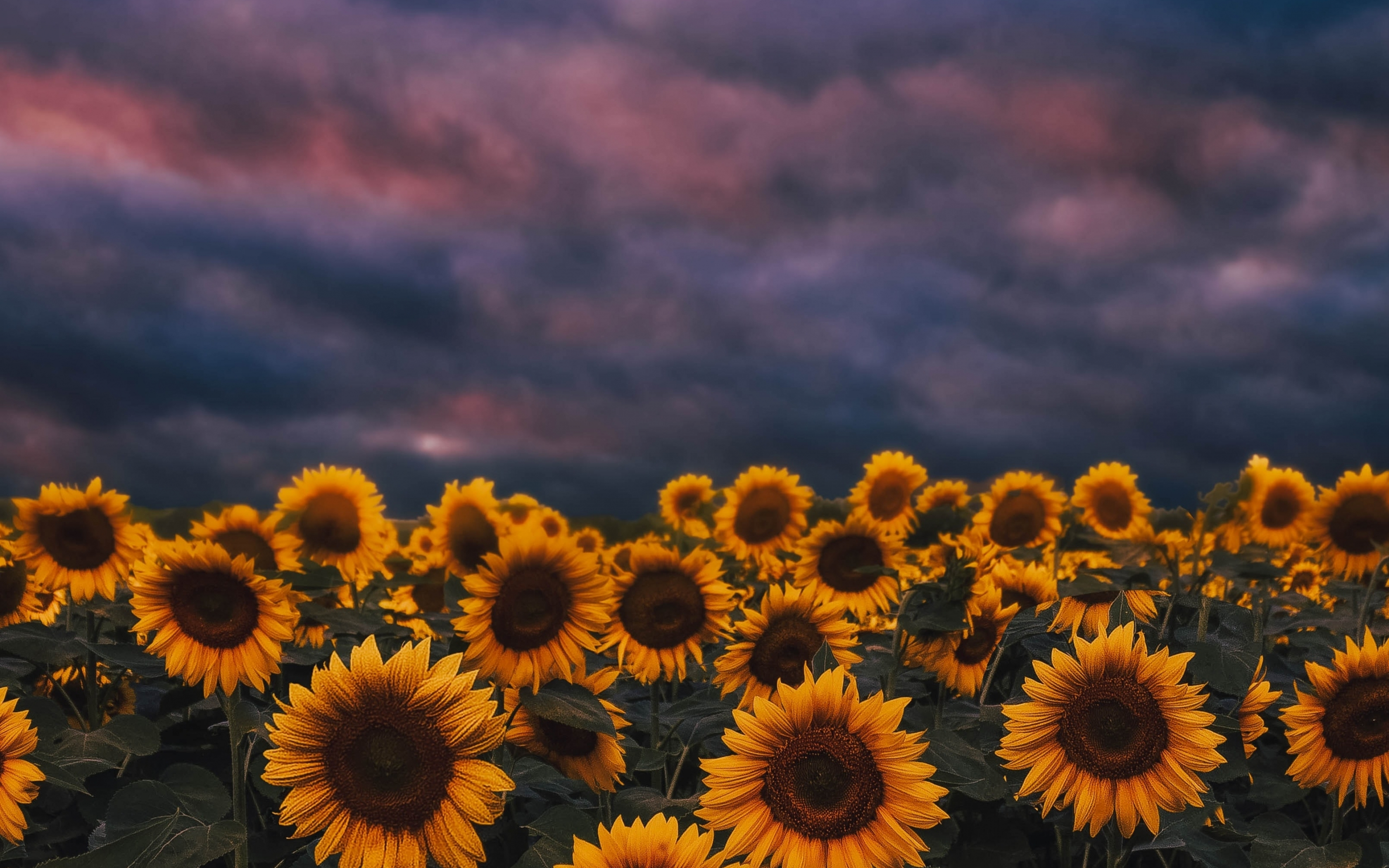 Sunflower farm, sunset, cloudy day, 2880x1800 wallpaper