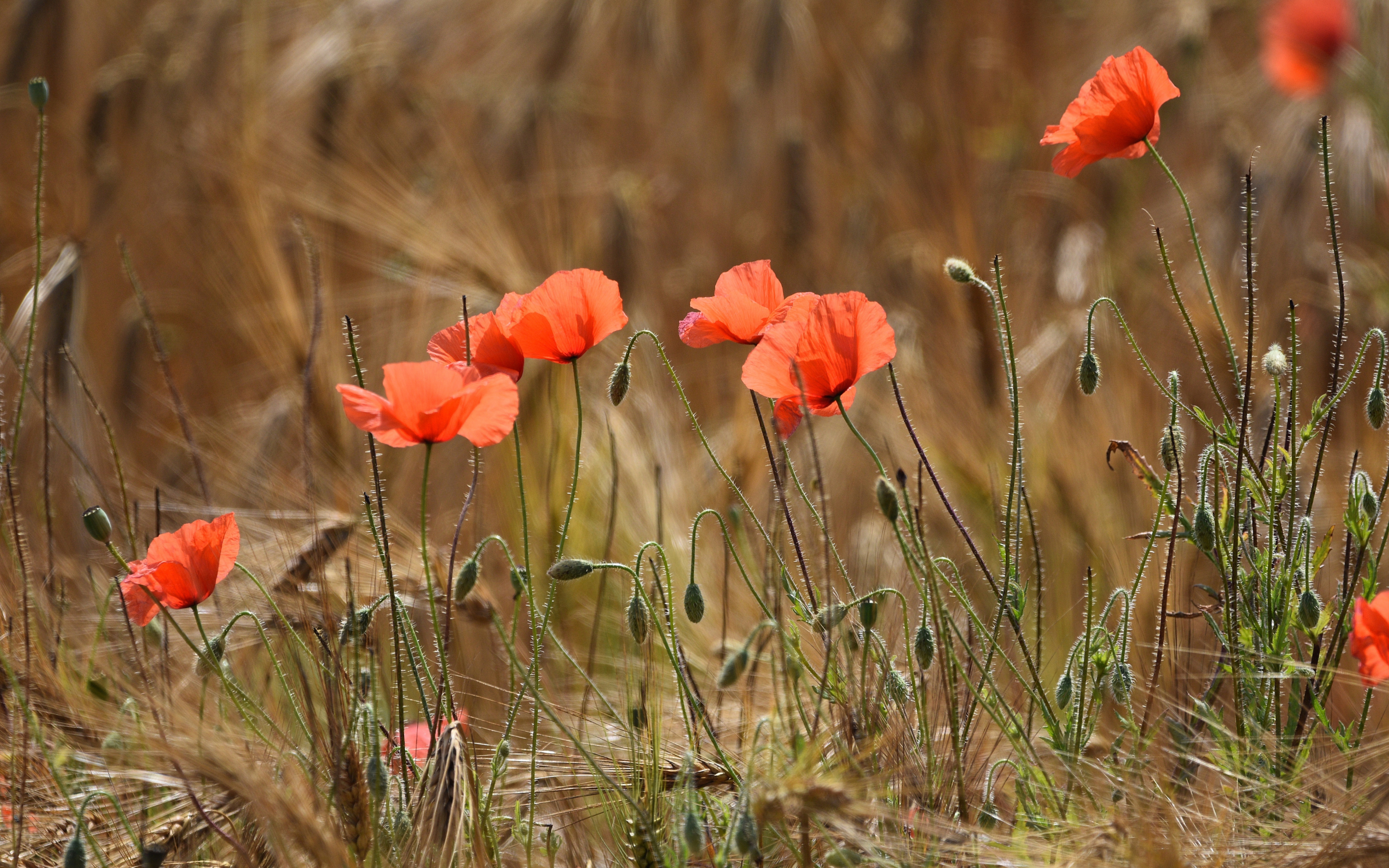 Poppies, red flowers, meadow, outdoor, 2880x1800 wallpaper