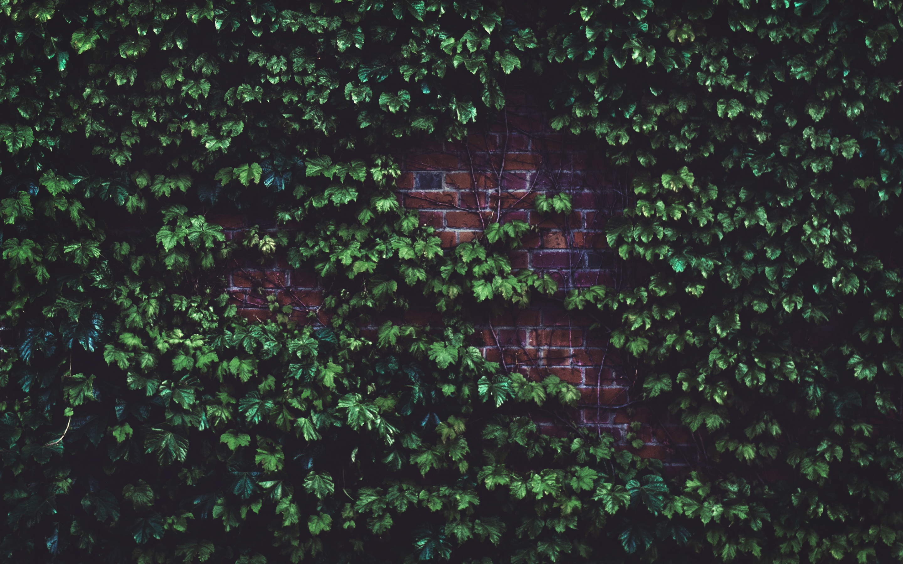 Brick wall, plants, green, 2880x1800 wallpaper