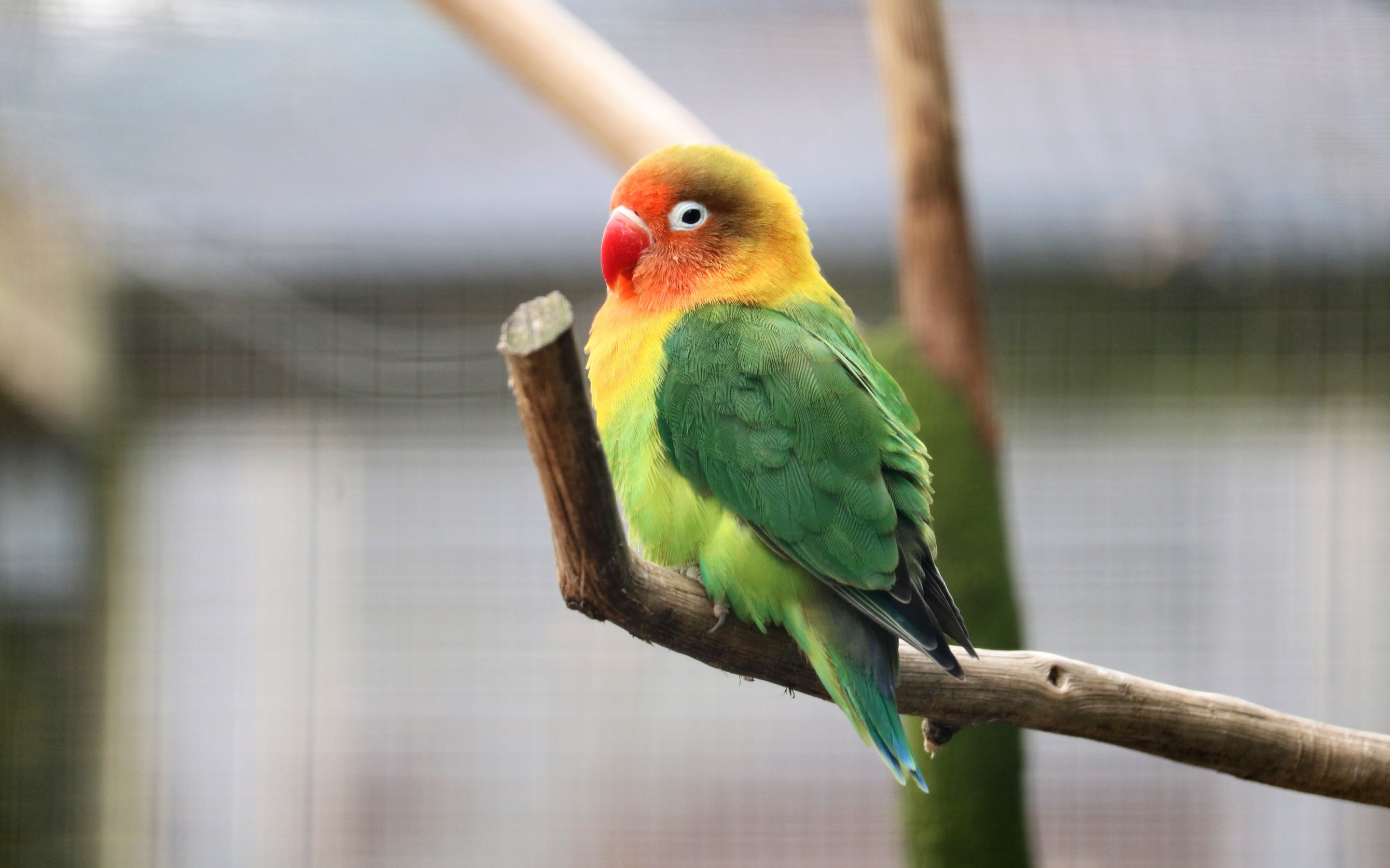 Parrot, tropical bird, cute, 2880x1800 wallpaper