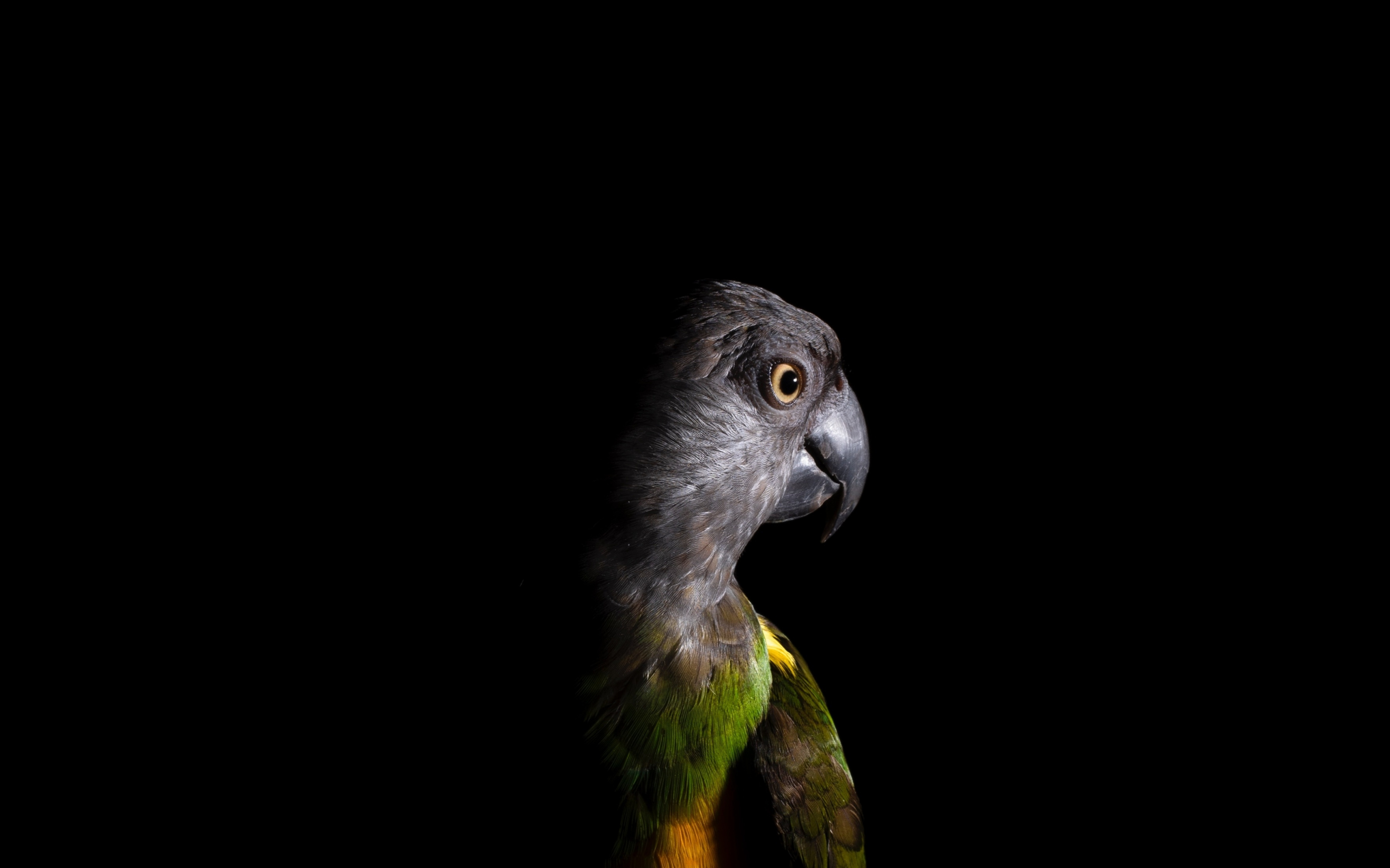 Parrot, portrait, colorful, 2880x1800 wallpaper