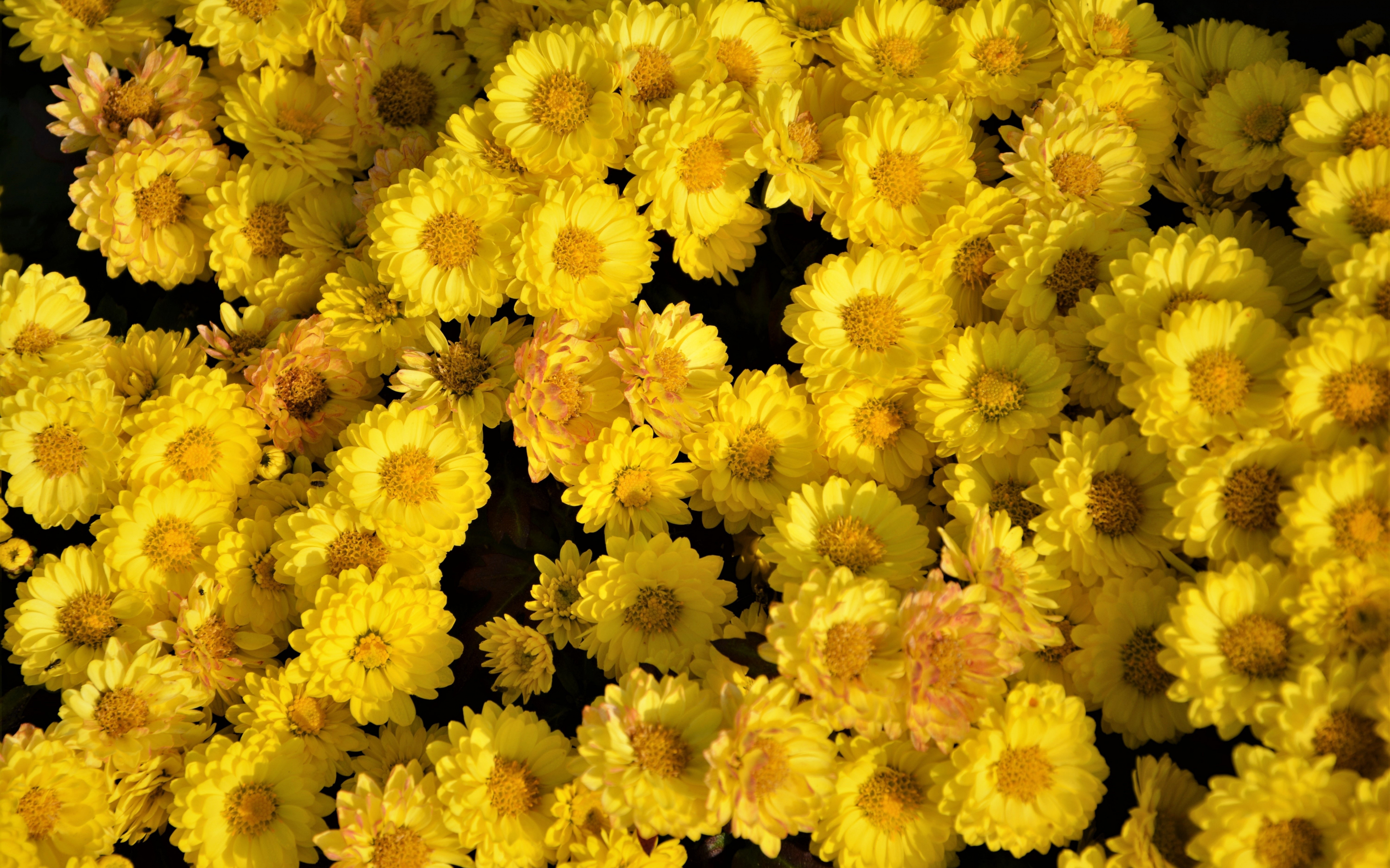 Yellow flowers, arrangement, 2880x1800 wallpaper