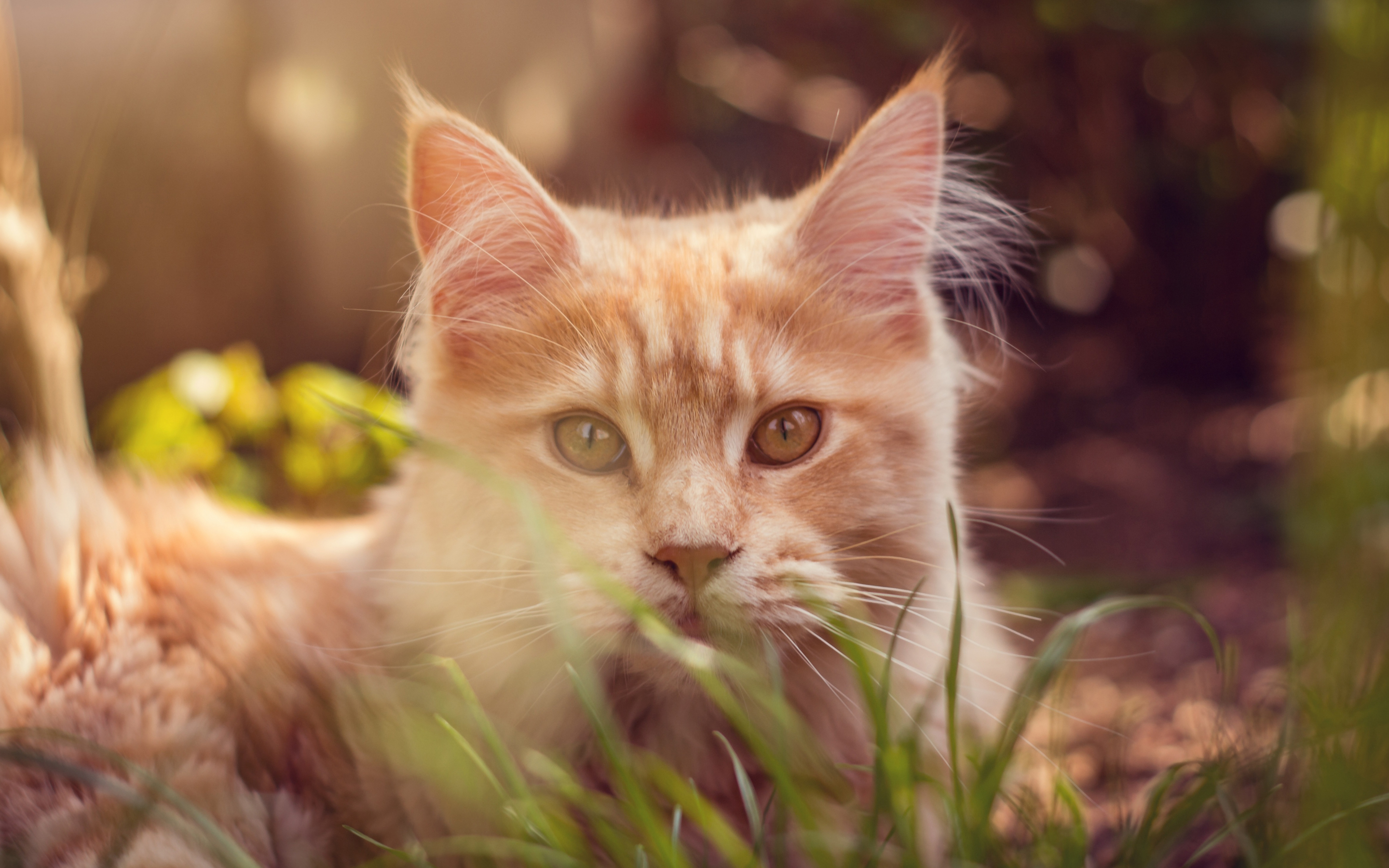 Cat behind grass, cute muzzle, animal, 2880x1800 wallpaper