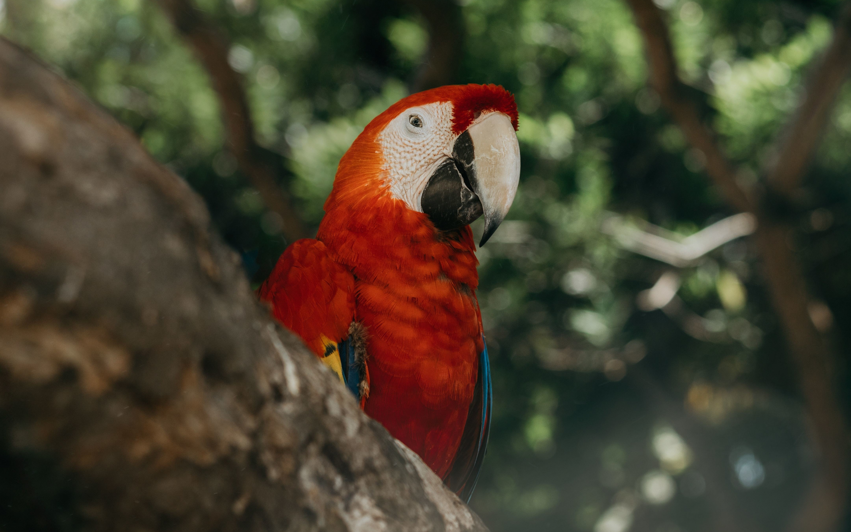 Red parrot, exotic, bird, 2880x1800 wallpaper