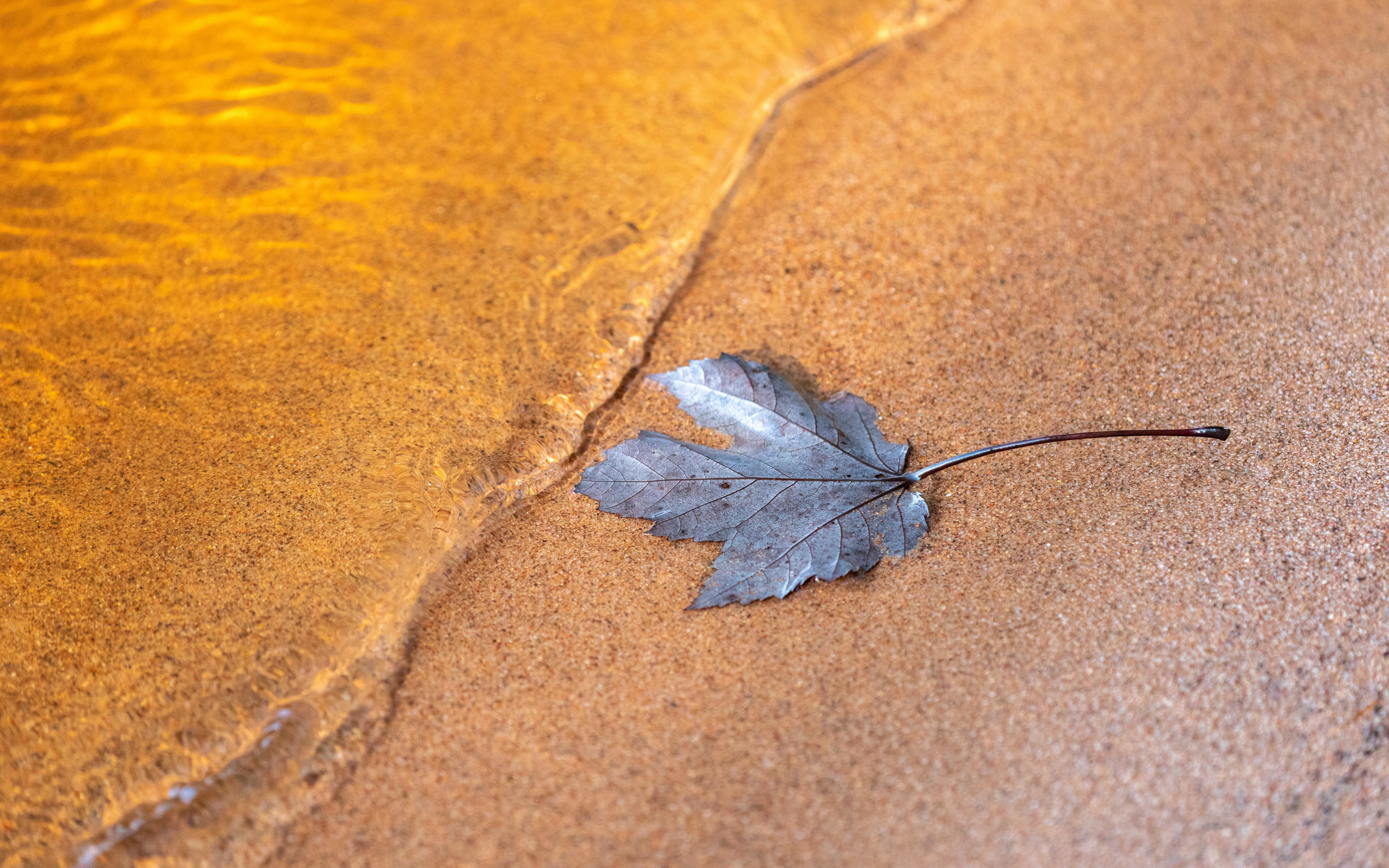 Wet dry leaf, close up, 2880x1800 wallpaper