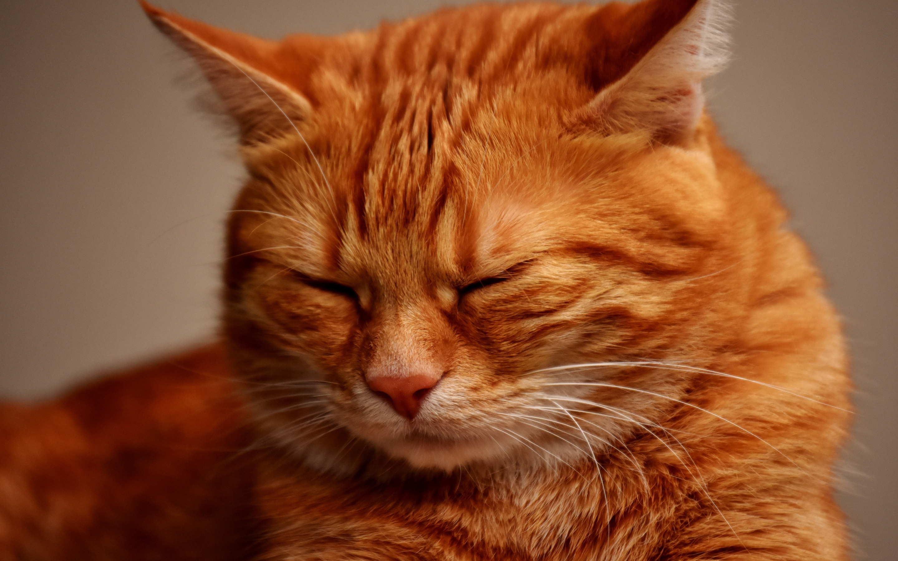 Muzzle, sleepy, orange cat, 2880x1800 wallpaper