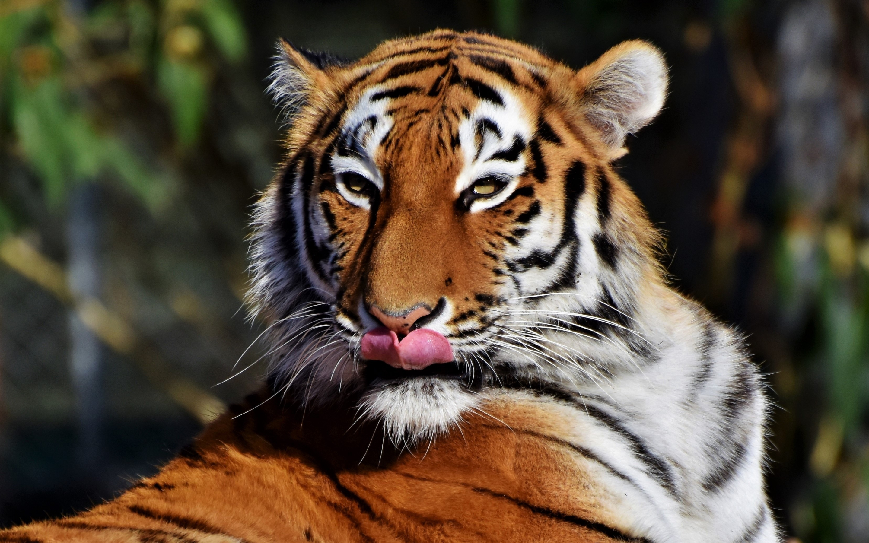 Tiger, predator, muzzle, licking, 2880x1800 wallpaper