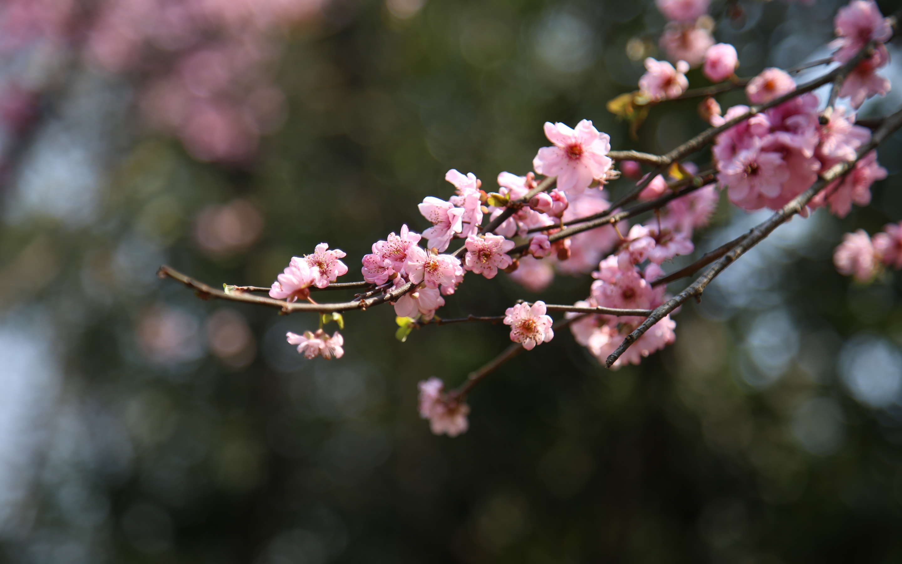Blur, bokeh, cherry blossom, spring, flowers, pink, 2880x1800 wallpaper