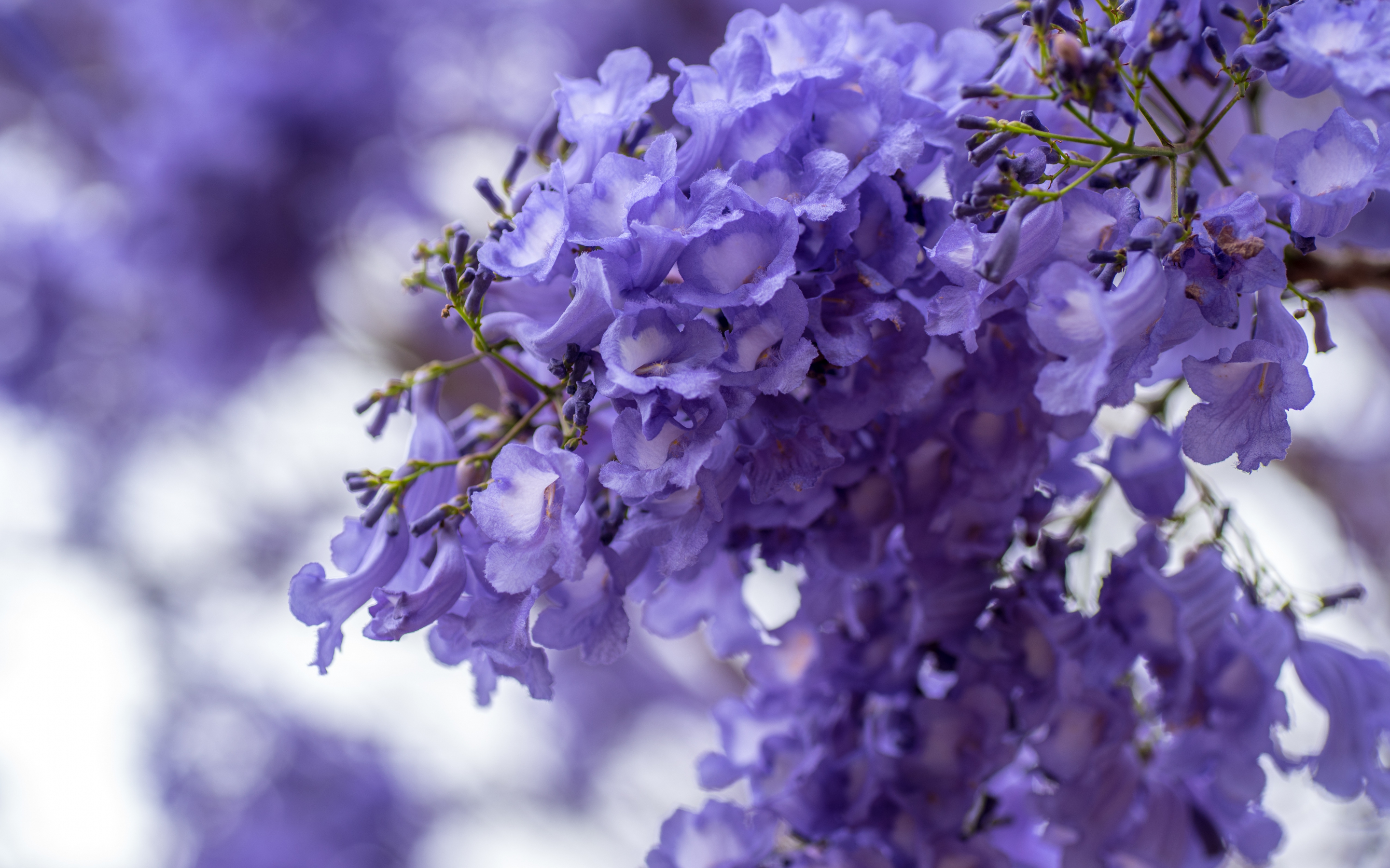 Blossom, purple white flowers, spring, 2880x1800 wallpaper