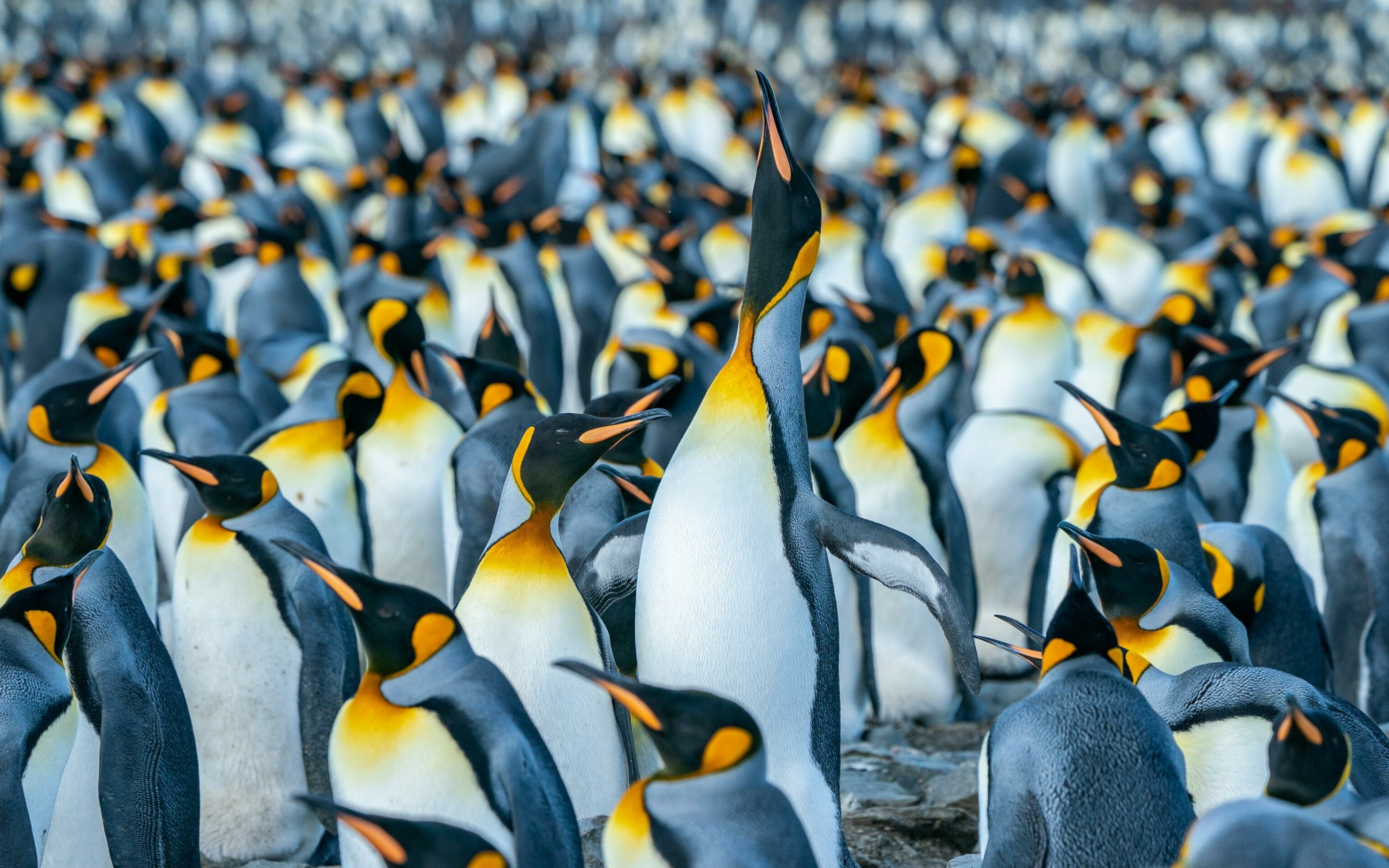Penguin, flightless birds, herd, 2880x1800 wallpaper