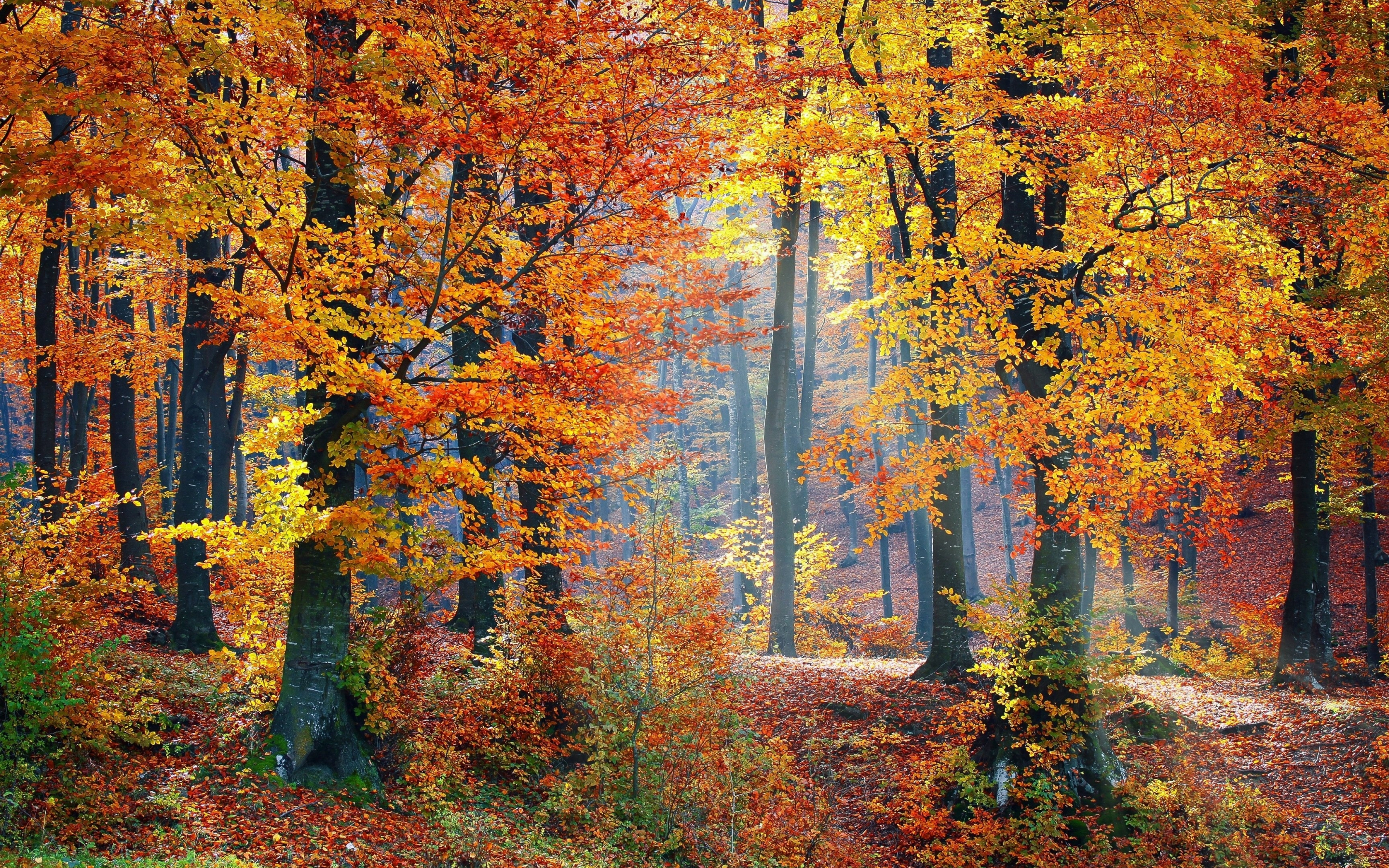 Autumn, trees, fallen leaves, forest, nature, landscape, 2880x1800 wallpaper