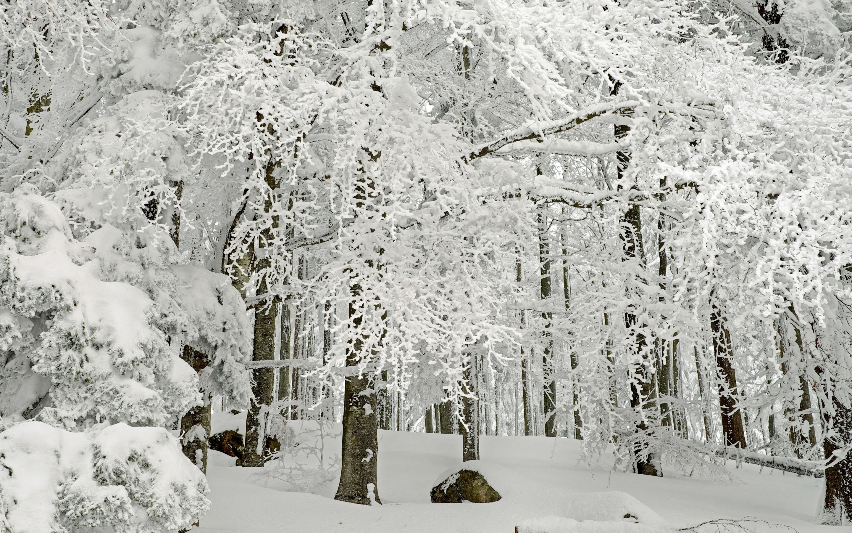 Forest, tree, winter, snowfall, 2880x1800 wallpaper