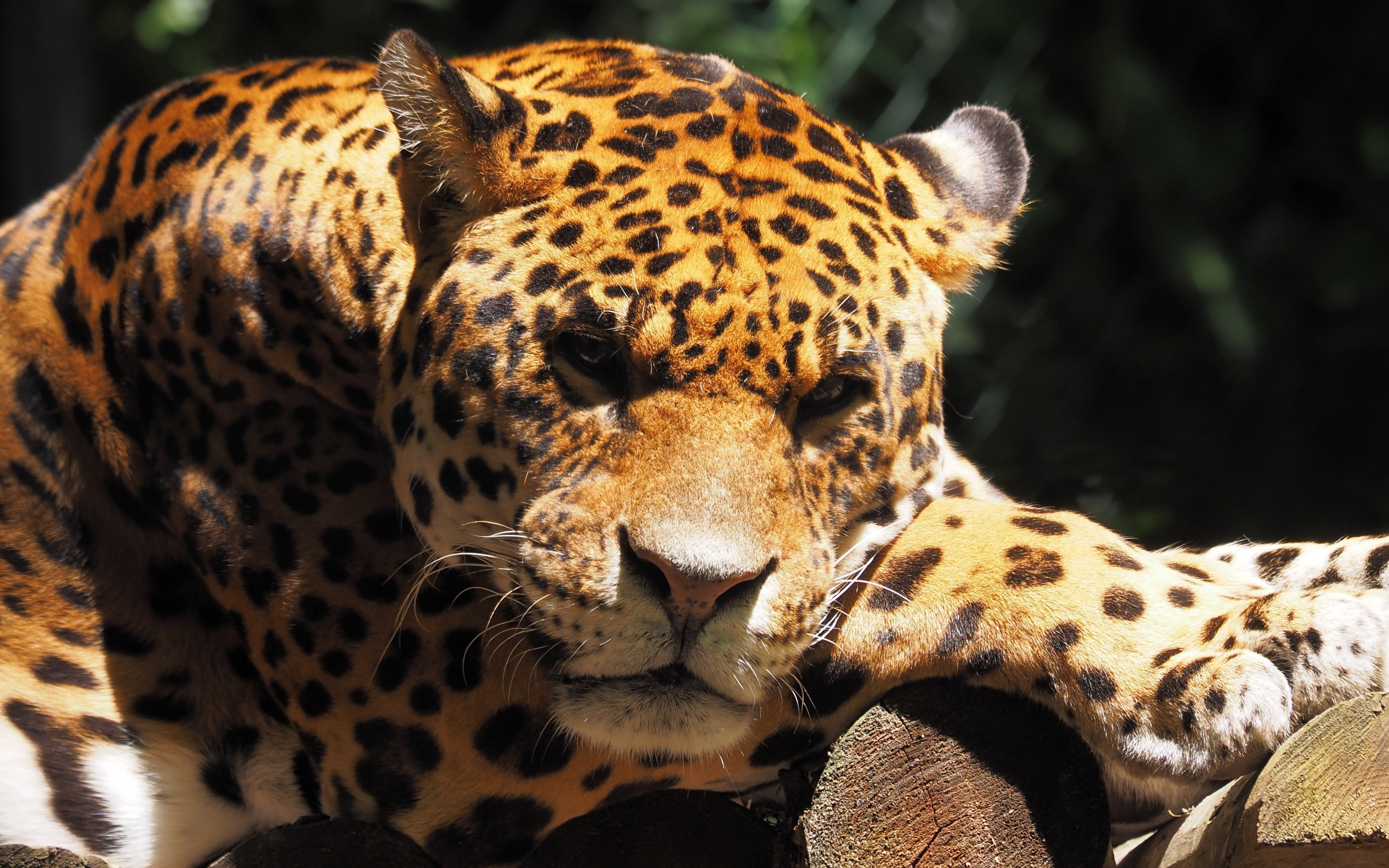 Jaguar, animal, predator, muzzle, wild, 2880x1800 wallpaper