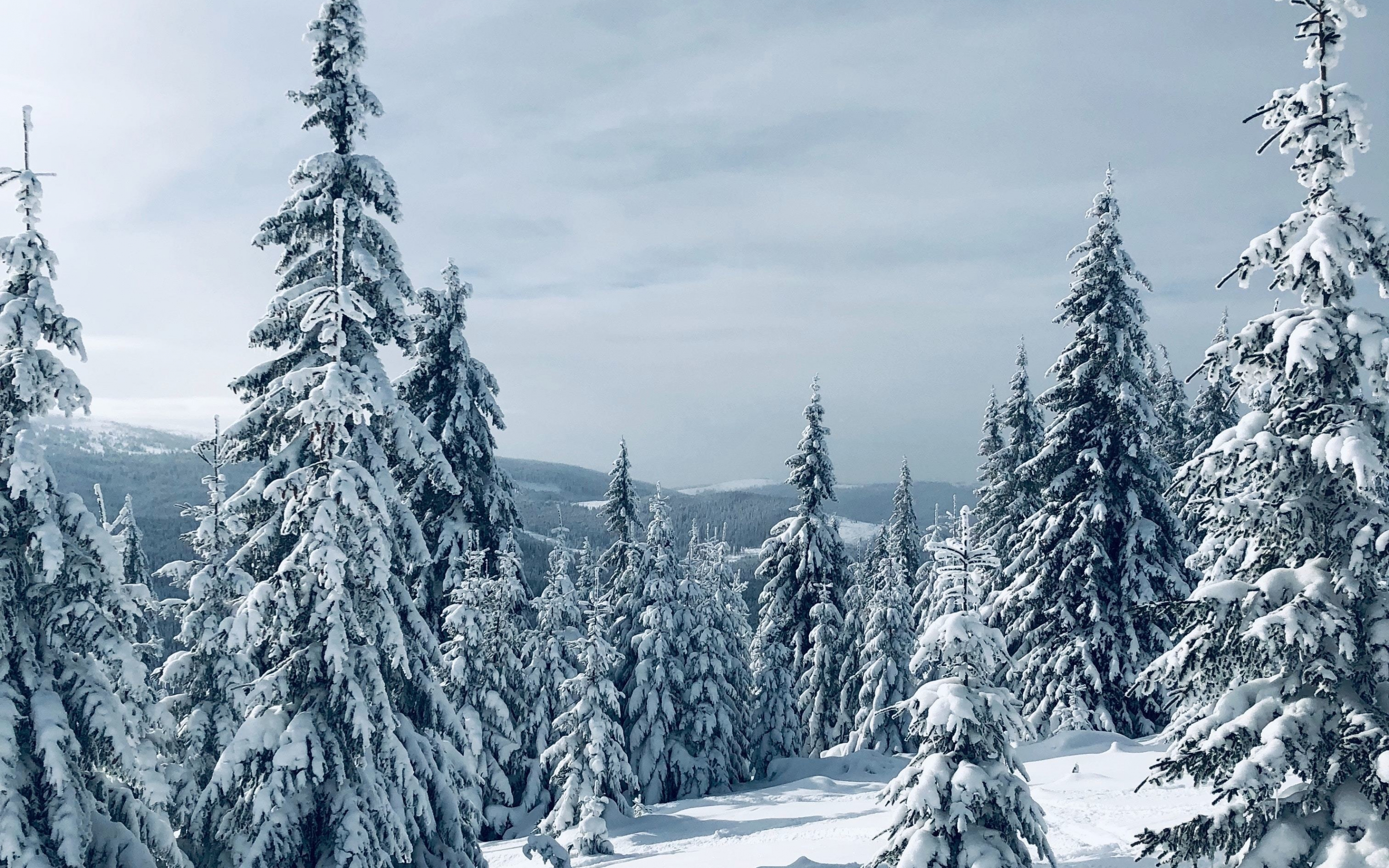 Winter, pine trees, nature, landscape, tree, 2880x1800 wallpaper