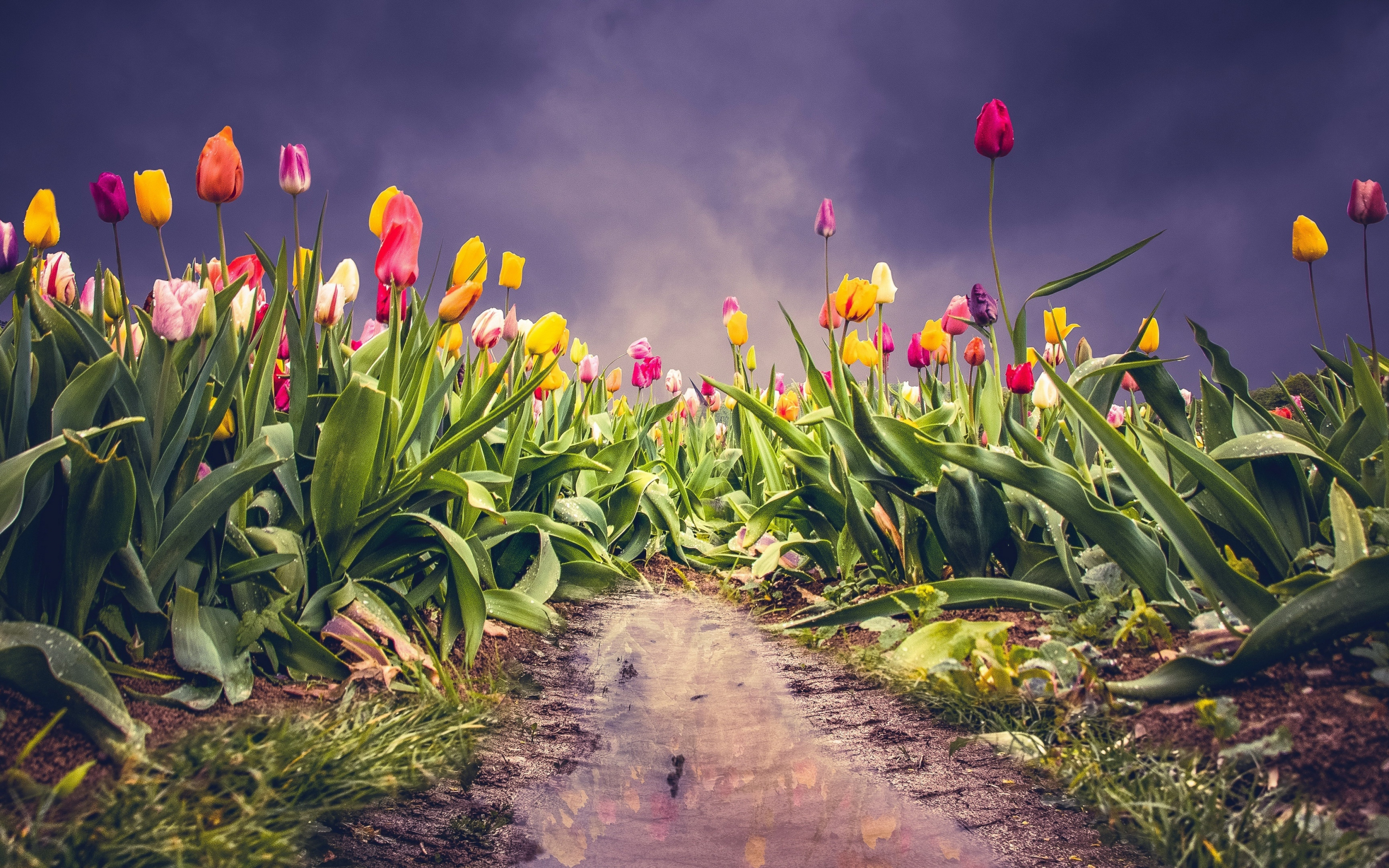 Farm of tulips, pink-yellow flowers, colorful, 2880x1800 wallpaper