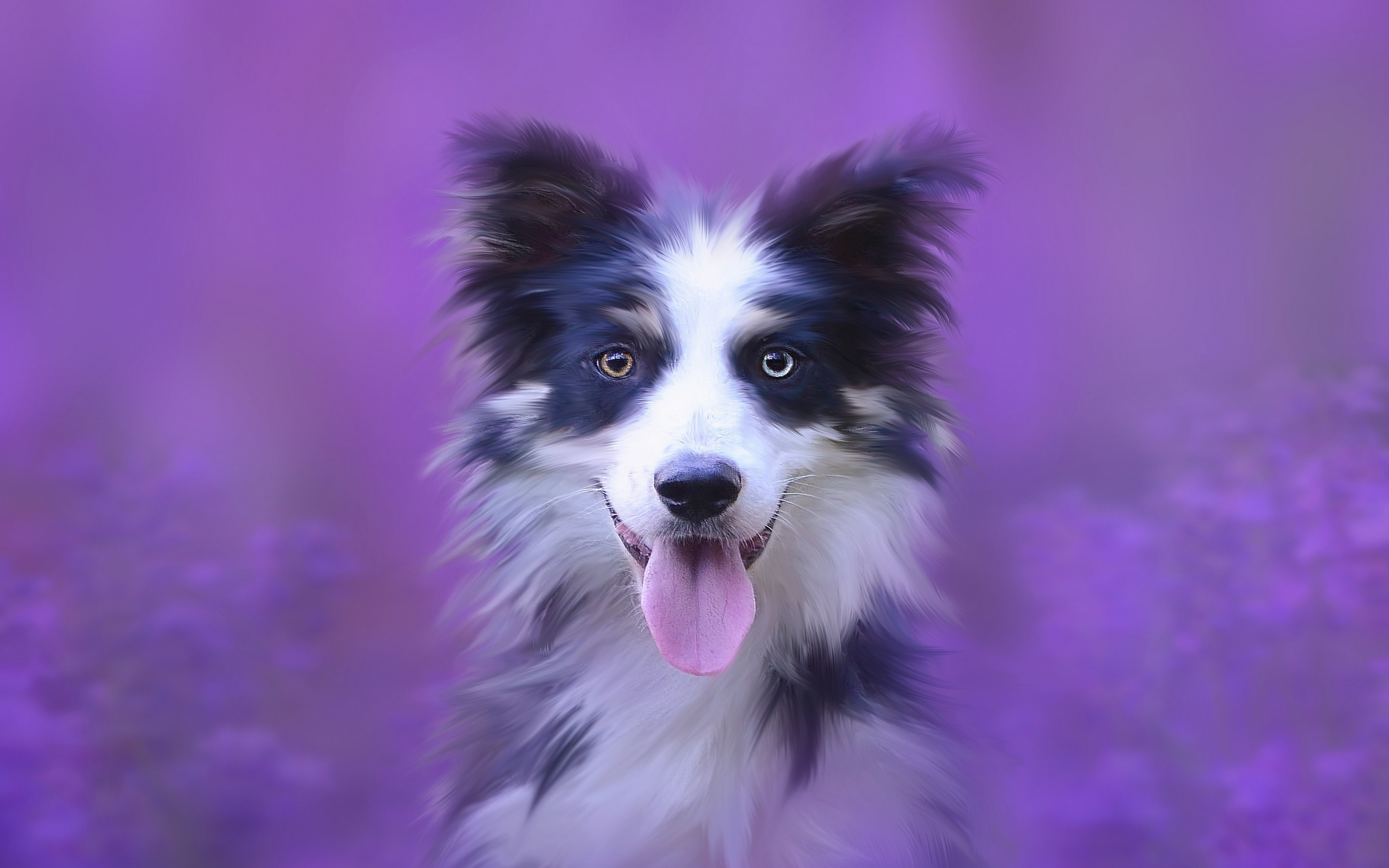 Dog, muzzle, Australian Shepherd, portrait, 2880x1800 wallpaper