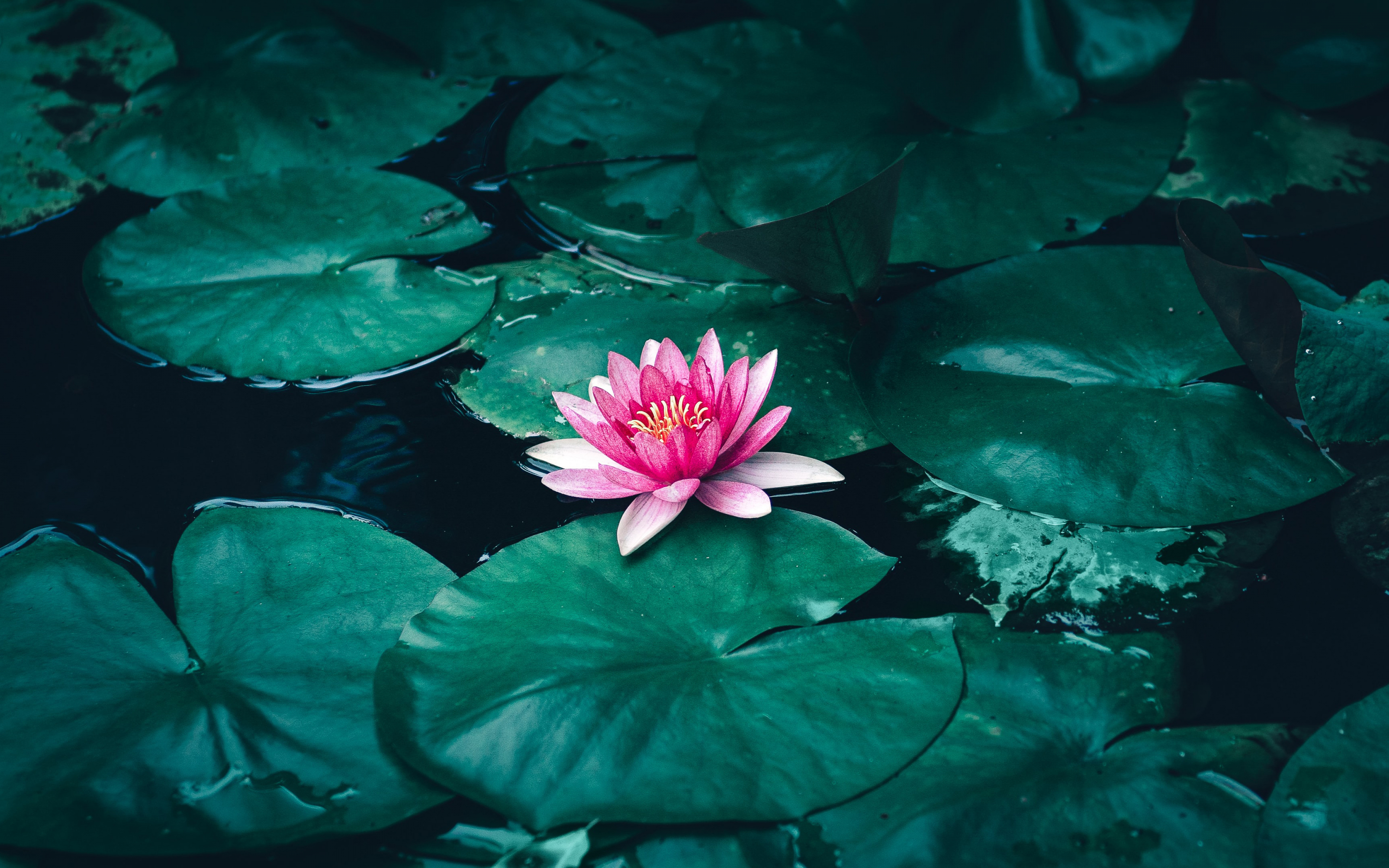 Lotus, flower, pink flower, pond, 2880x1800 wallpaper