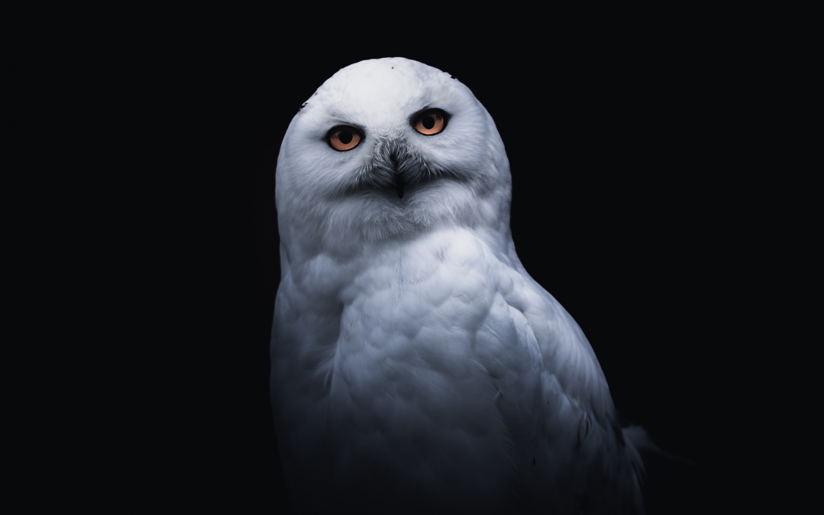 White owl, portrait, 2880x1800 wallpaper