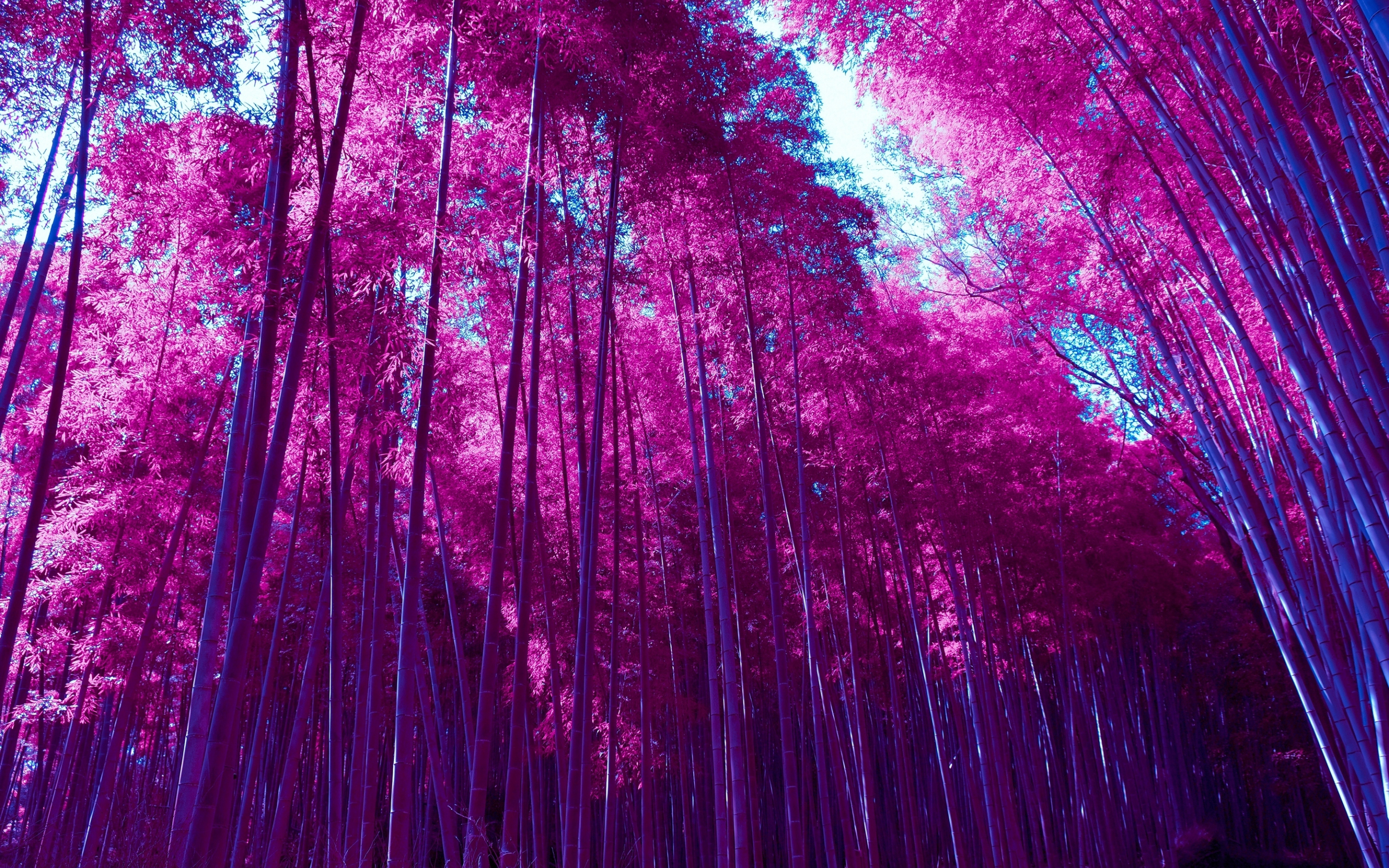 Bamboo forest, infrared photo, Kyoto, Japan, 2880x1800 wallpaper