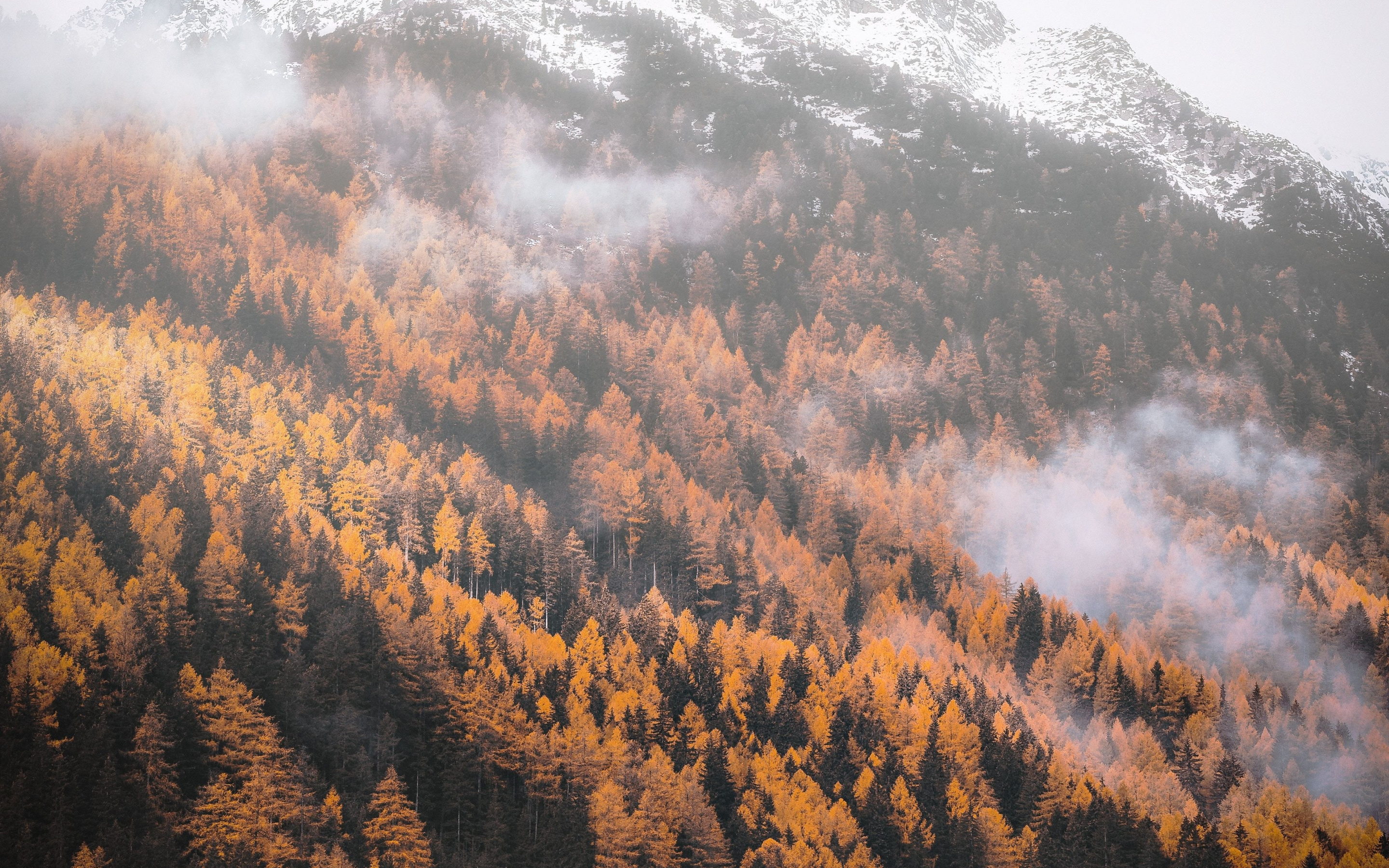 Autumn, forest, tree, yellow, mountains, 2880x1800 wallpaper