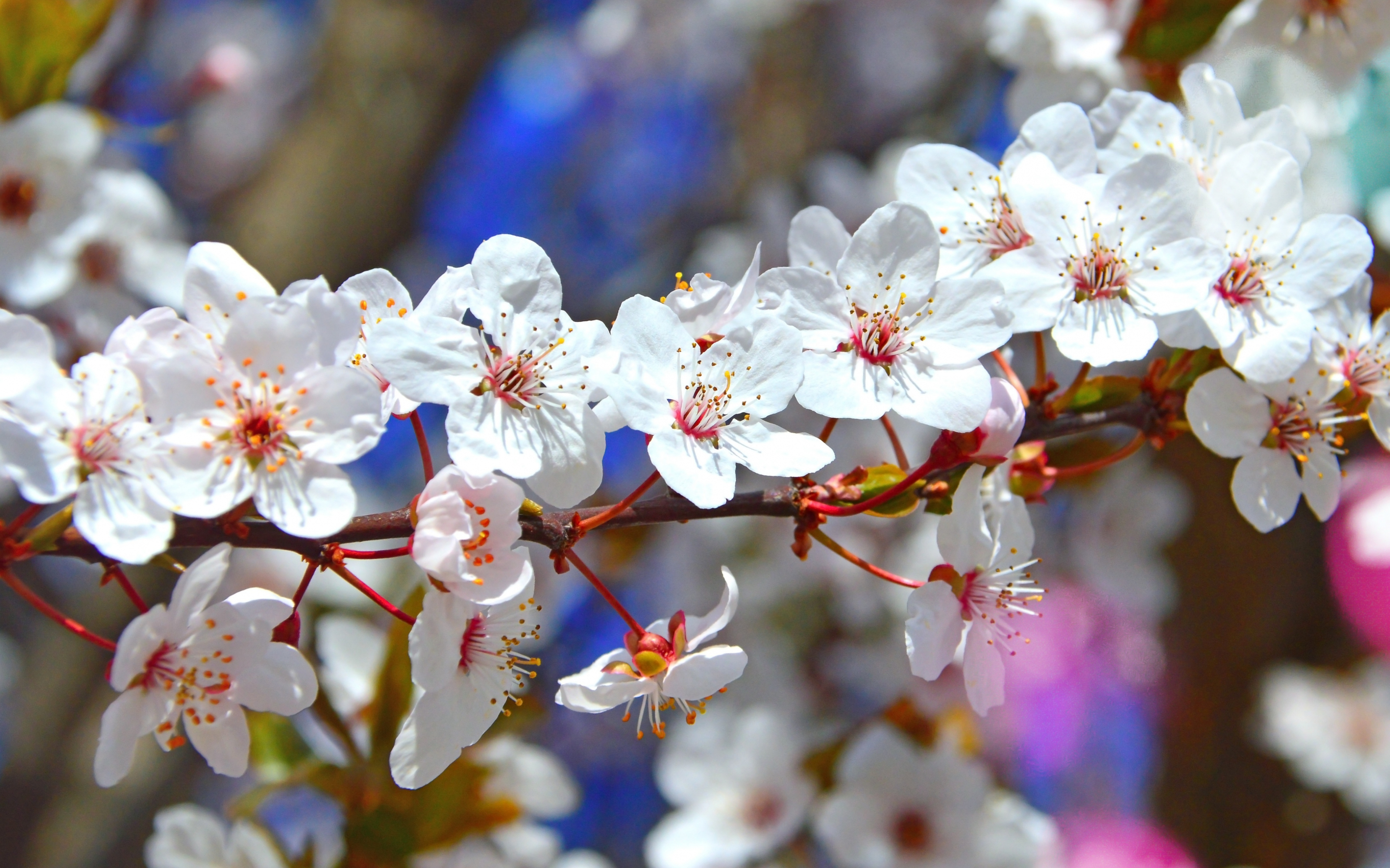 Tree branches, flowers, blossom, spring, 2880x1800 wallpaper