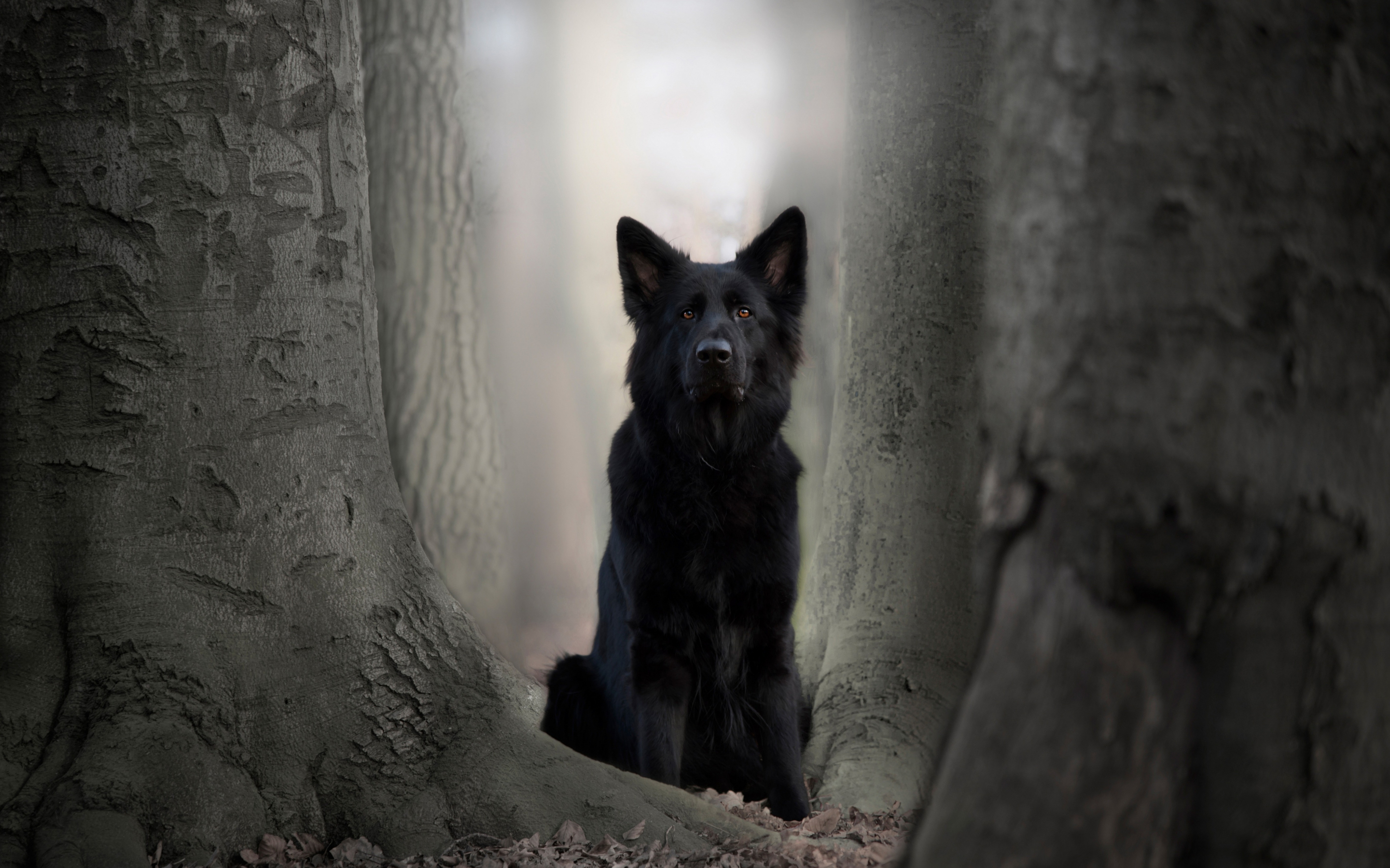 Black dog, German Shepherd, animal, outdoor, 2880x1800 wallpaper